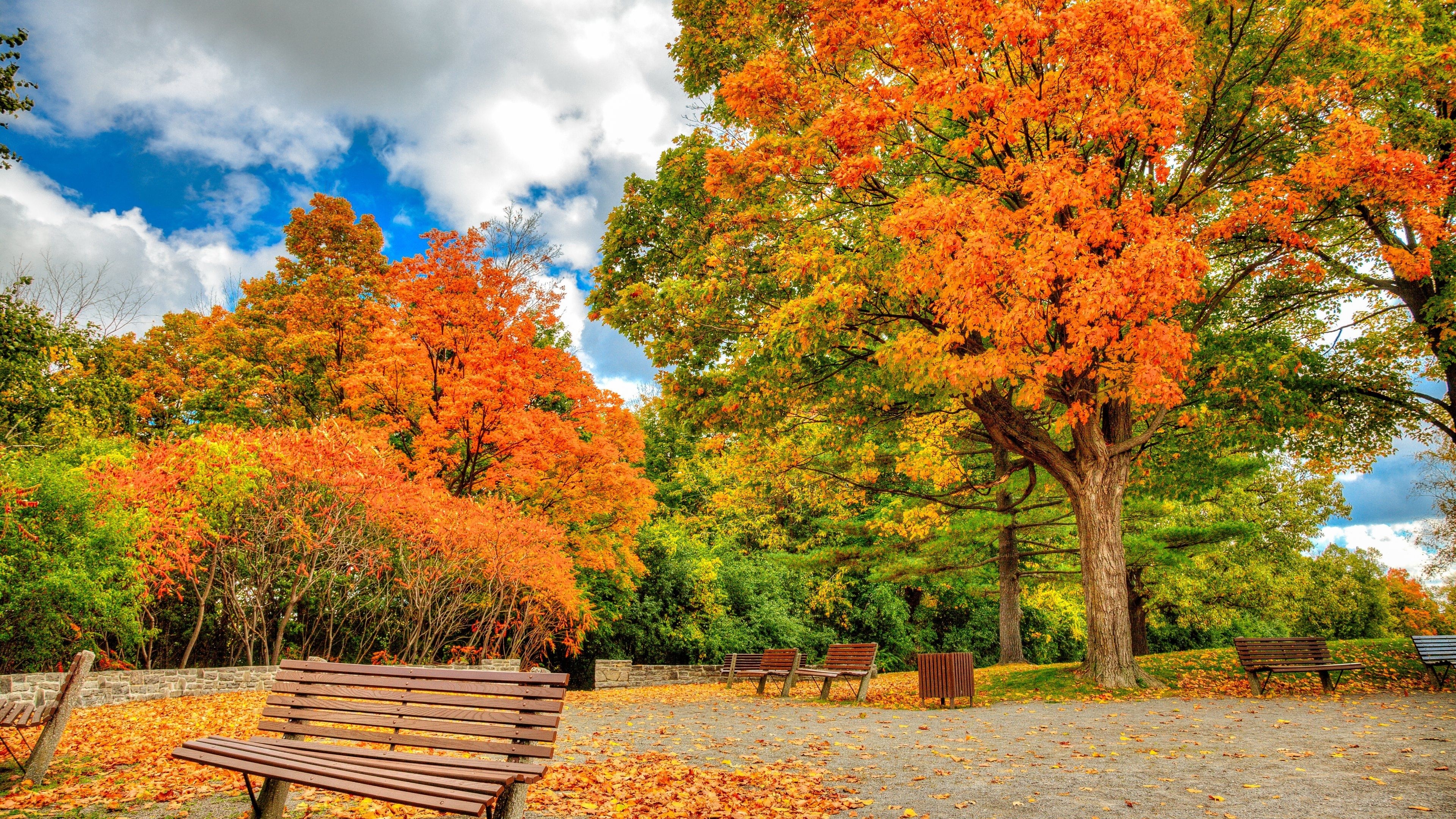 Park, Maple Tree Wallpaper, 3840x2160 4K Desktop