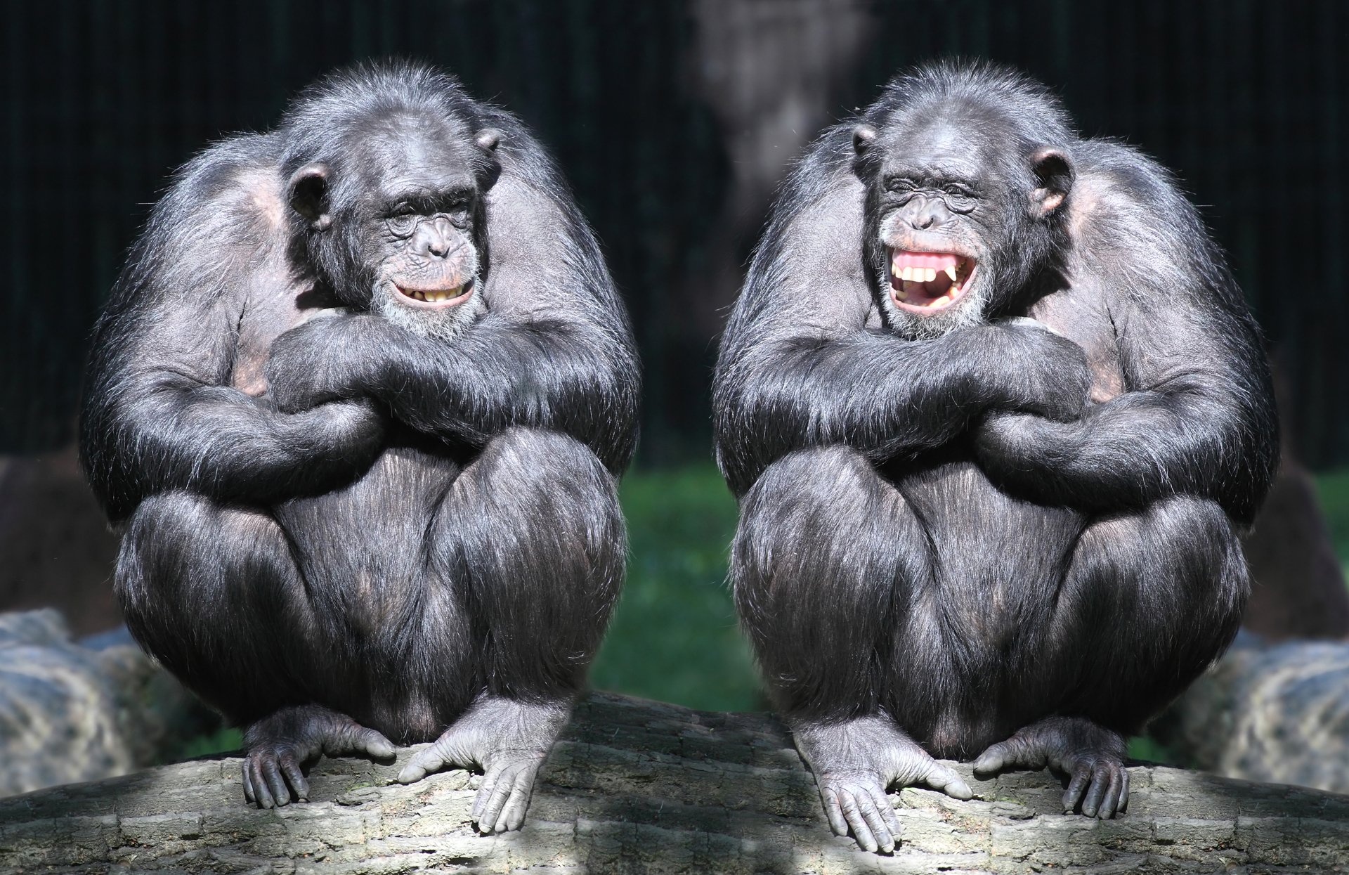4K bonobo wallpapers, Background images, 1920x1250 HD Desktop