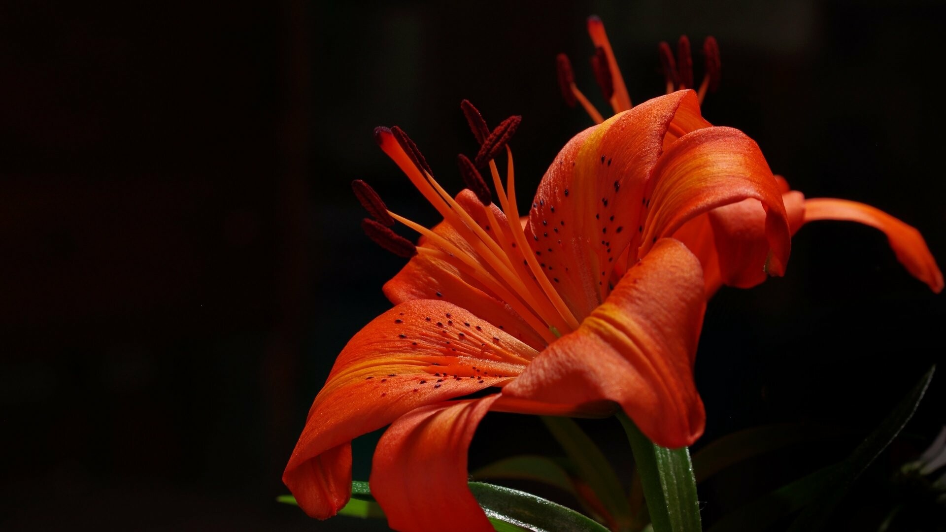 4K ultra HD, Lily wallpapers, Stunning backgrounds, Beautiful images, 1920x1080 Full HD Desktop