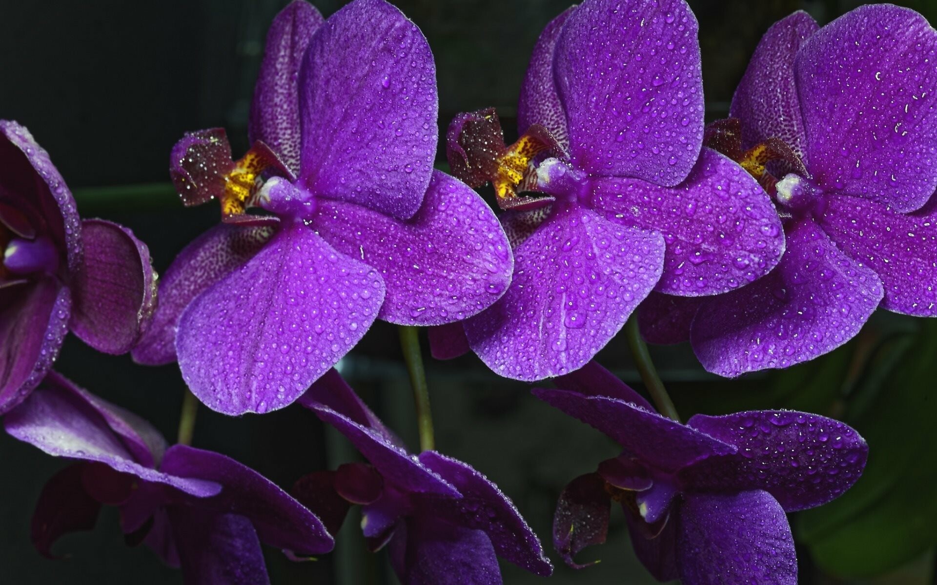 Doritaenopsis, Orchids Wallpaper, 1920x1200 HD Desktop