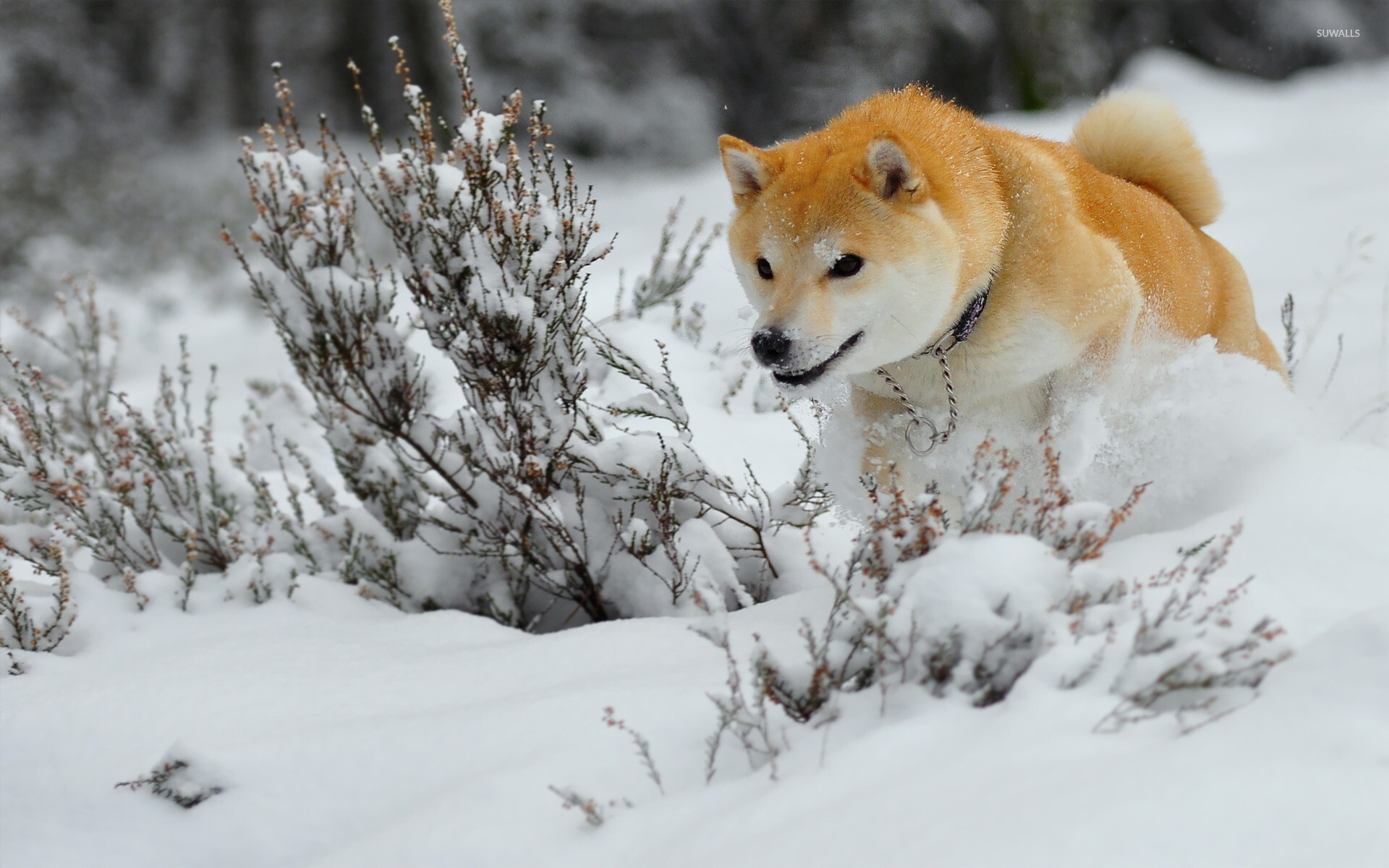 Snow, Shibas Wallpaper, 1920x1200 HD Desktop