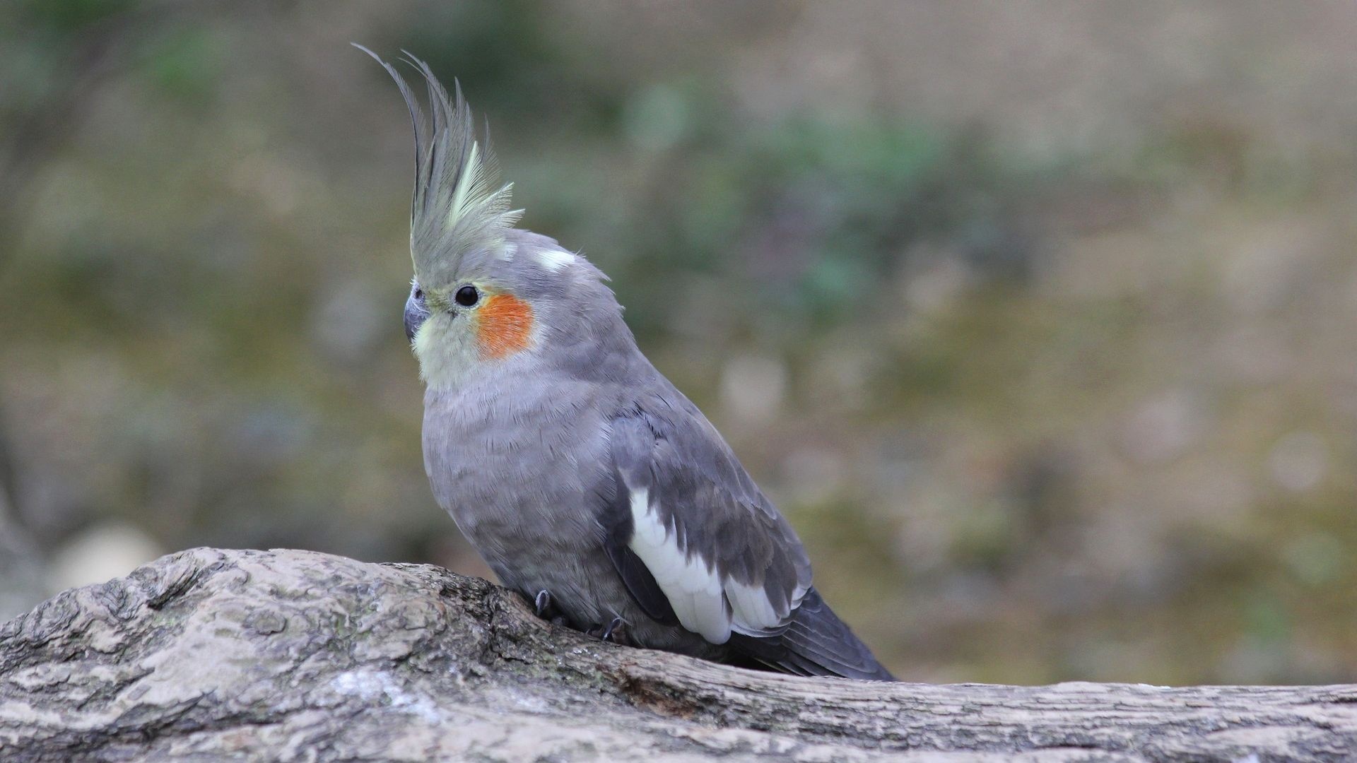 Cute bird, Cockatiel portrait, HD image, Picture background, 1920x1080 Full HD Desktop