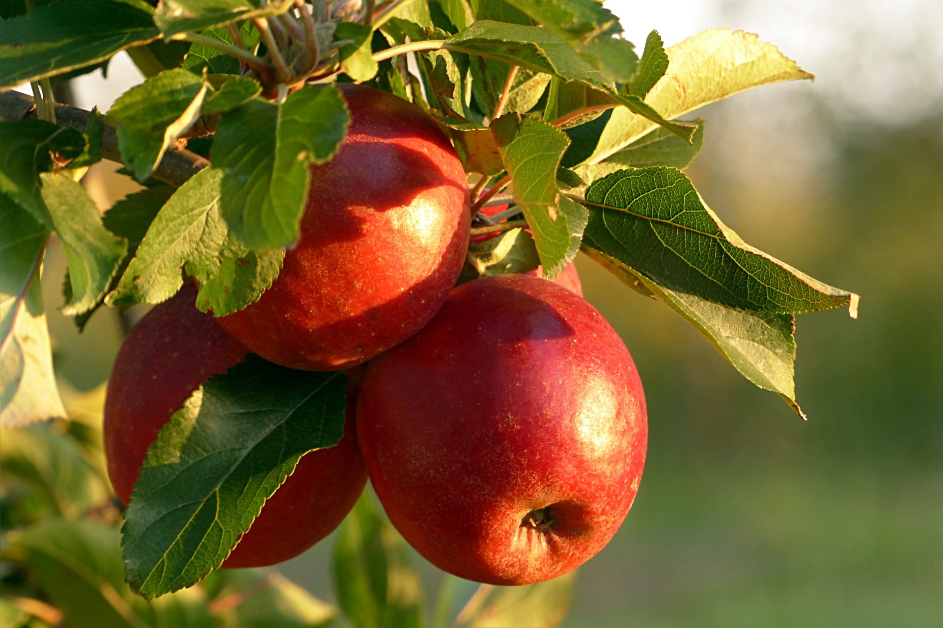 Mobile Mosterei Wiedemar, Sitemap, Apple tree's gift, Nature's abundance, 1920x1280 HD Desktop