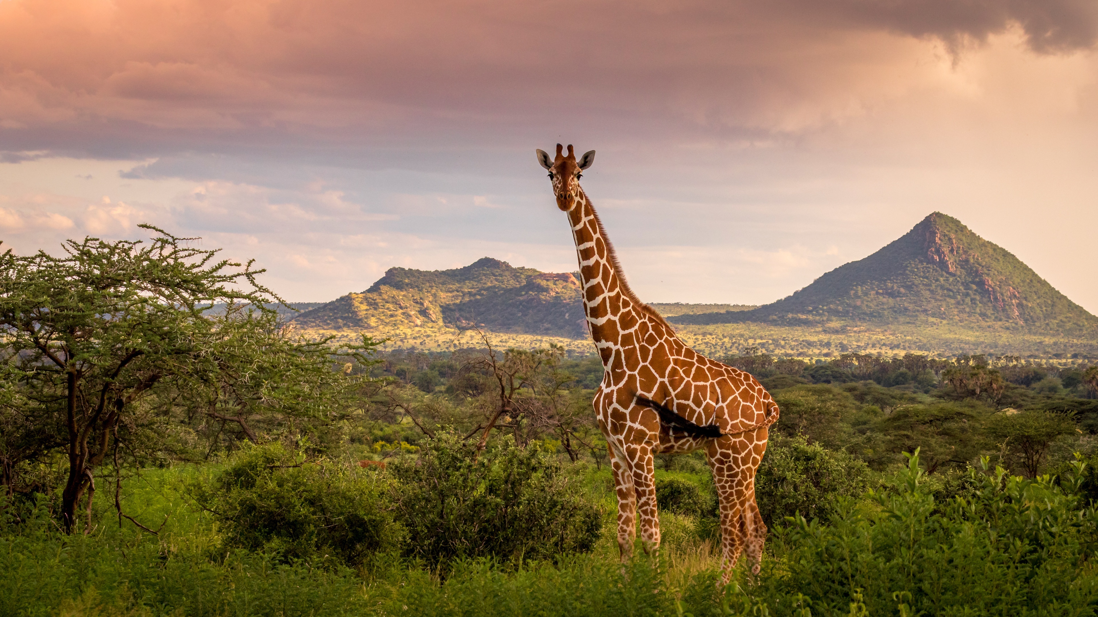 Сamelopardalis reticulata, Giraffes Wallpaper, 3840x2160 4K Desktop