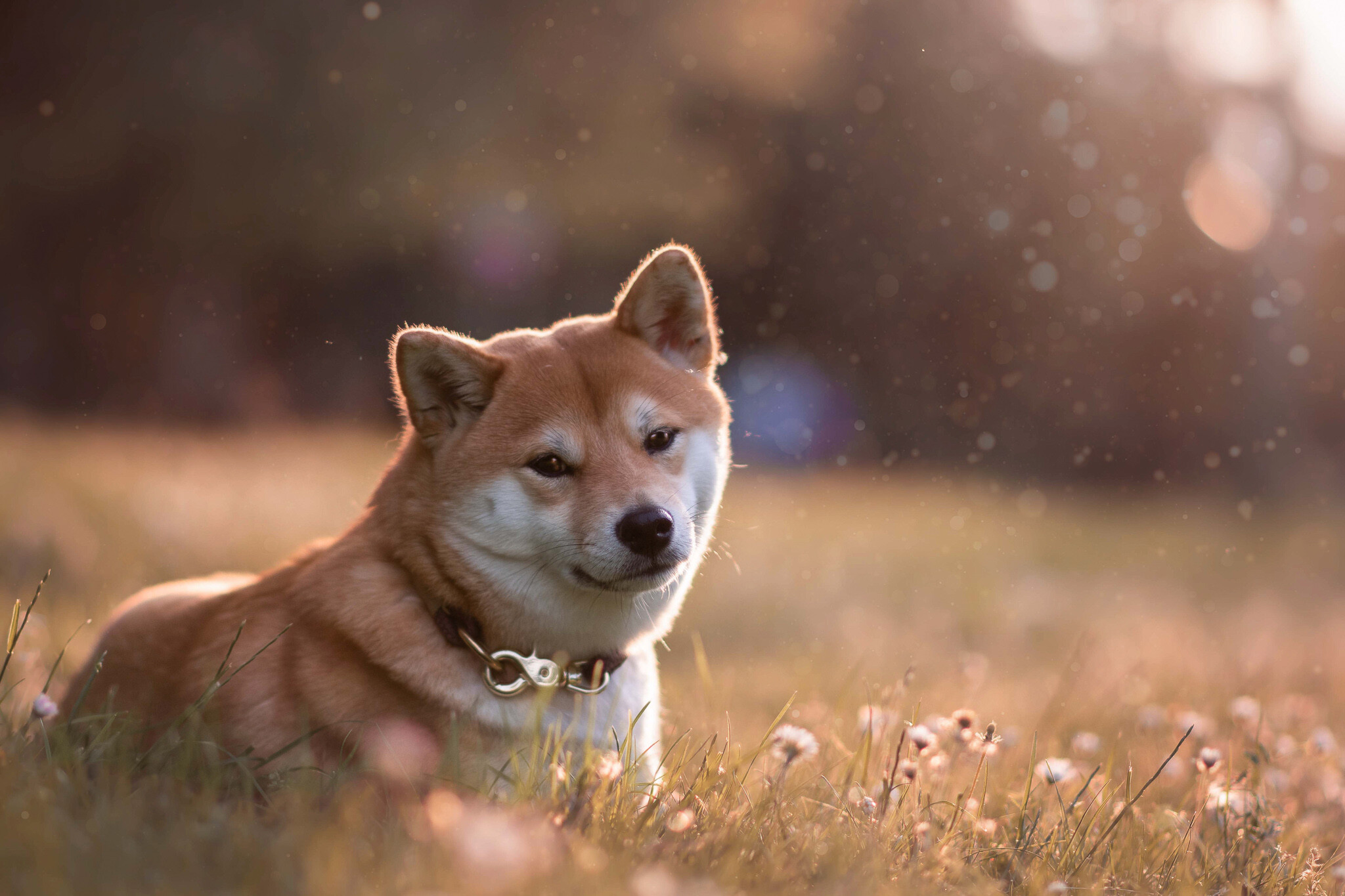 Shiba Inu, Labrador, Laika, Dog breed, 2050x1370 HD Desktop