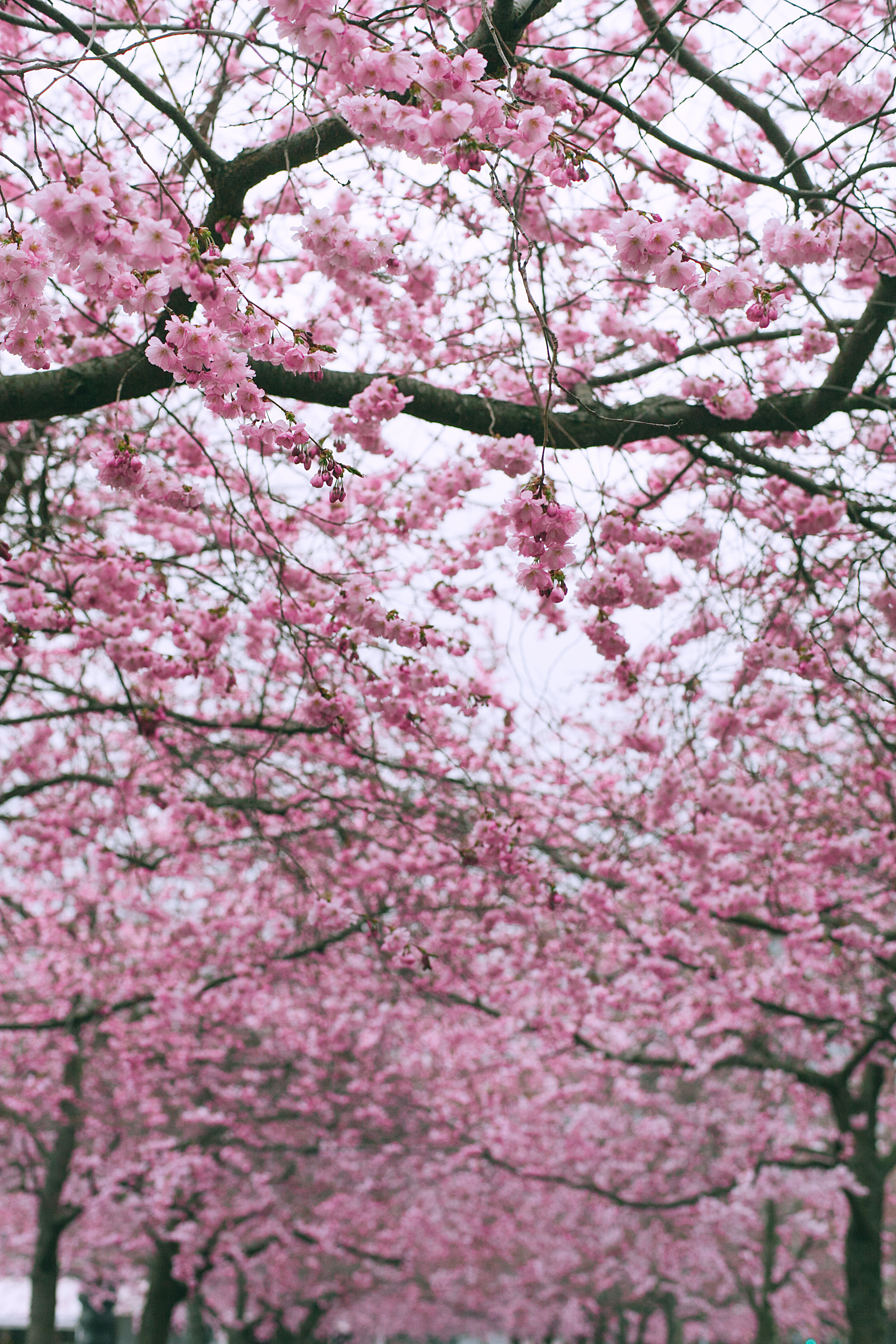 Blooming sakura canopy, Pink cherry blossom flowers, Flowering cherry tree branches, HD Phone wallpaper