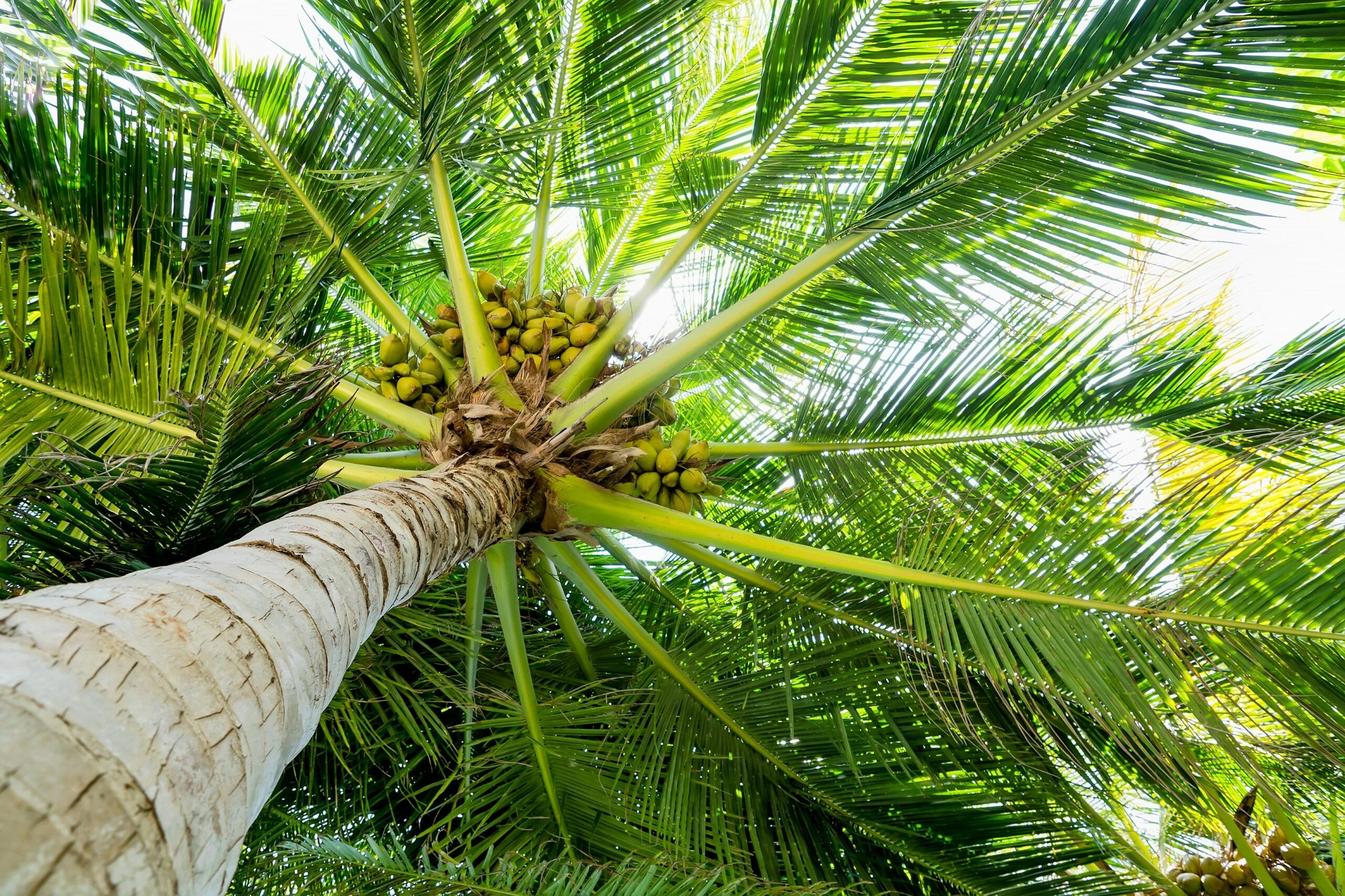 Cloning coconut trees, Breakthrough discovery, Future agriculture, Sustainability, 2560x1710 HD Desktop