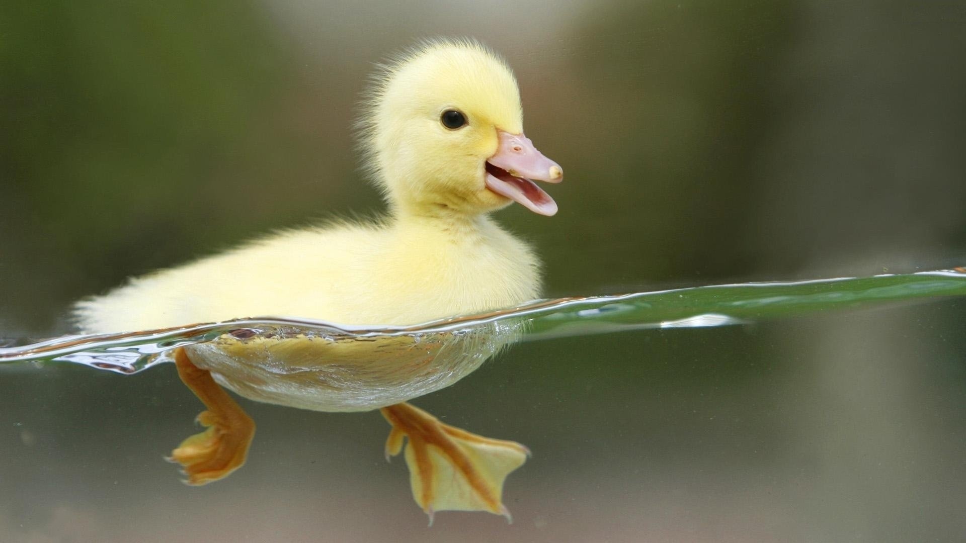 Stunning duck, Water reflections, Graceful gliding, Feathered beauty, 1920x1080 Full HD Desktop