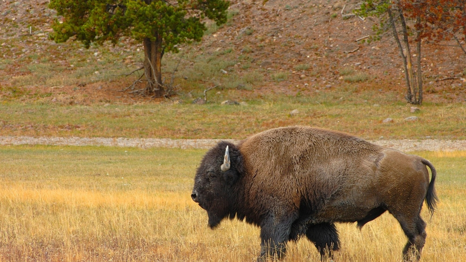 Steppe bison, Wild Animals Wallpaper, 1920x1080 Full HD Desktop