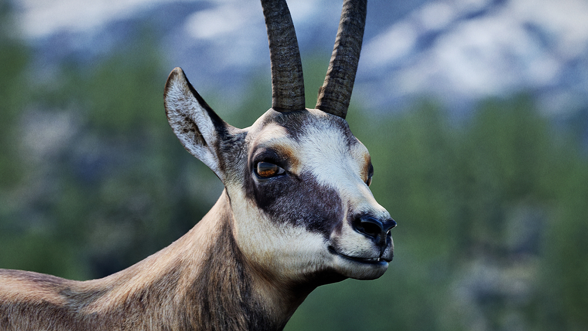 Chamois species, Male chamois characters, Unique animal marketplace, Intriguing wildlife, 1920x1080 Full HD Desktop