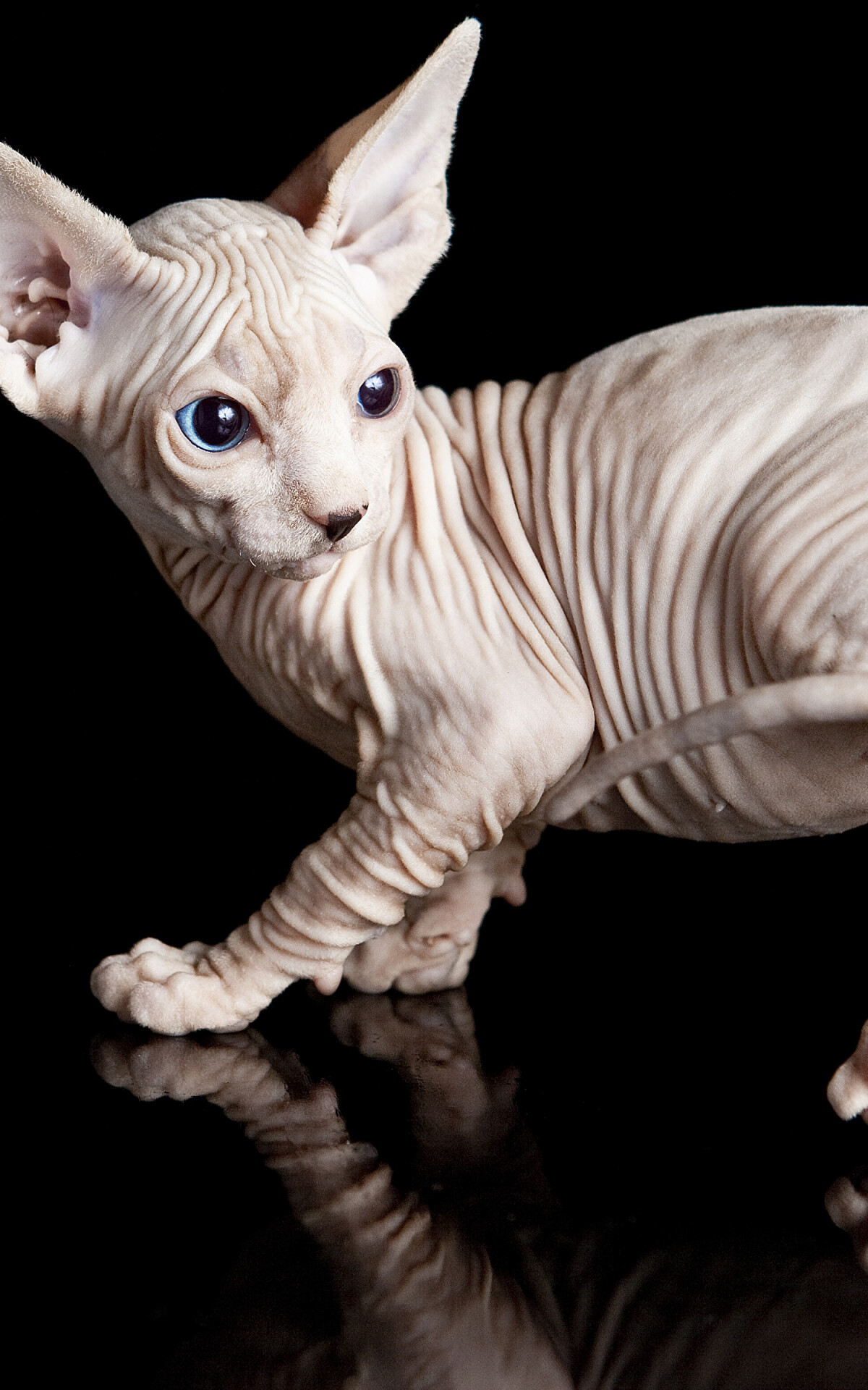 Sphynx Cat, Reflected image, Black background, Striking contrast, 1200x1920 HD Phone