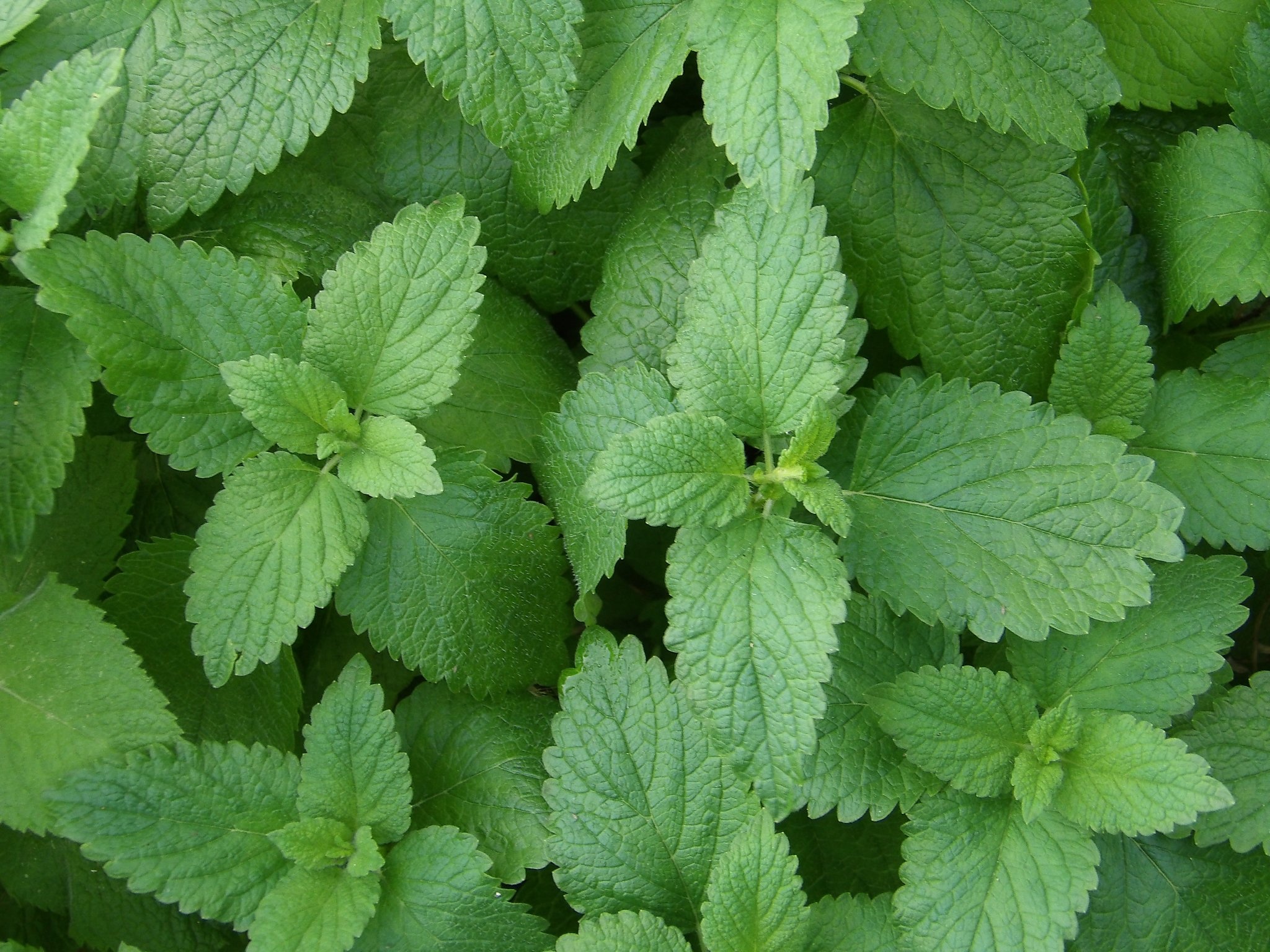 Lemon-scented herbs, Fresh aroma, Culinary uses, Fragrant garden plants, 2050x1540 HD Desktop