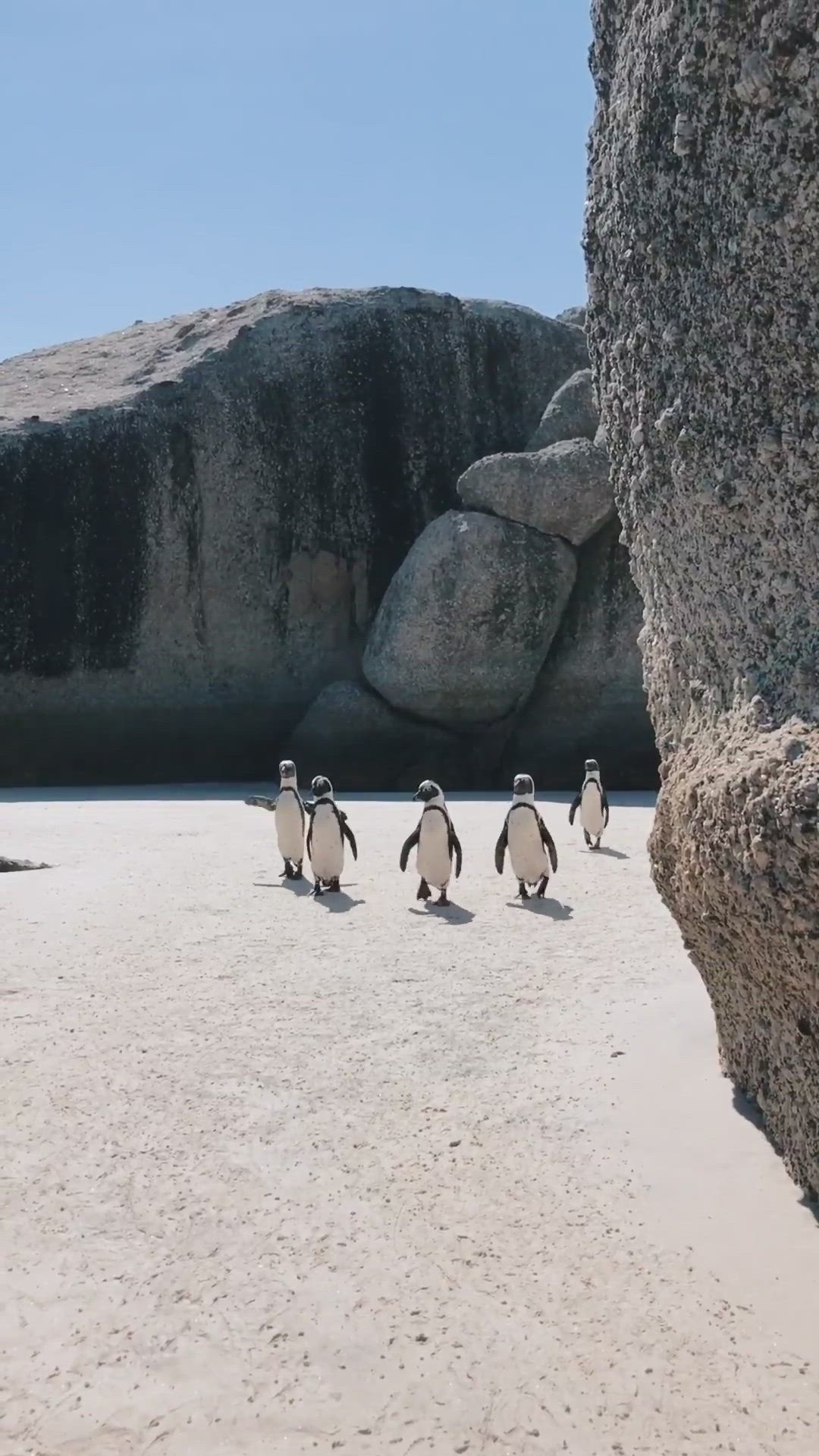 Me & my homies video, Wildlife adventure, Galapagos penguin, Nature's marvels, 1080x1920 Full HD Phone