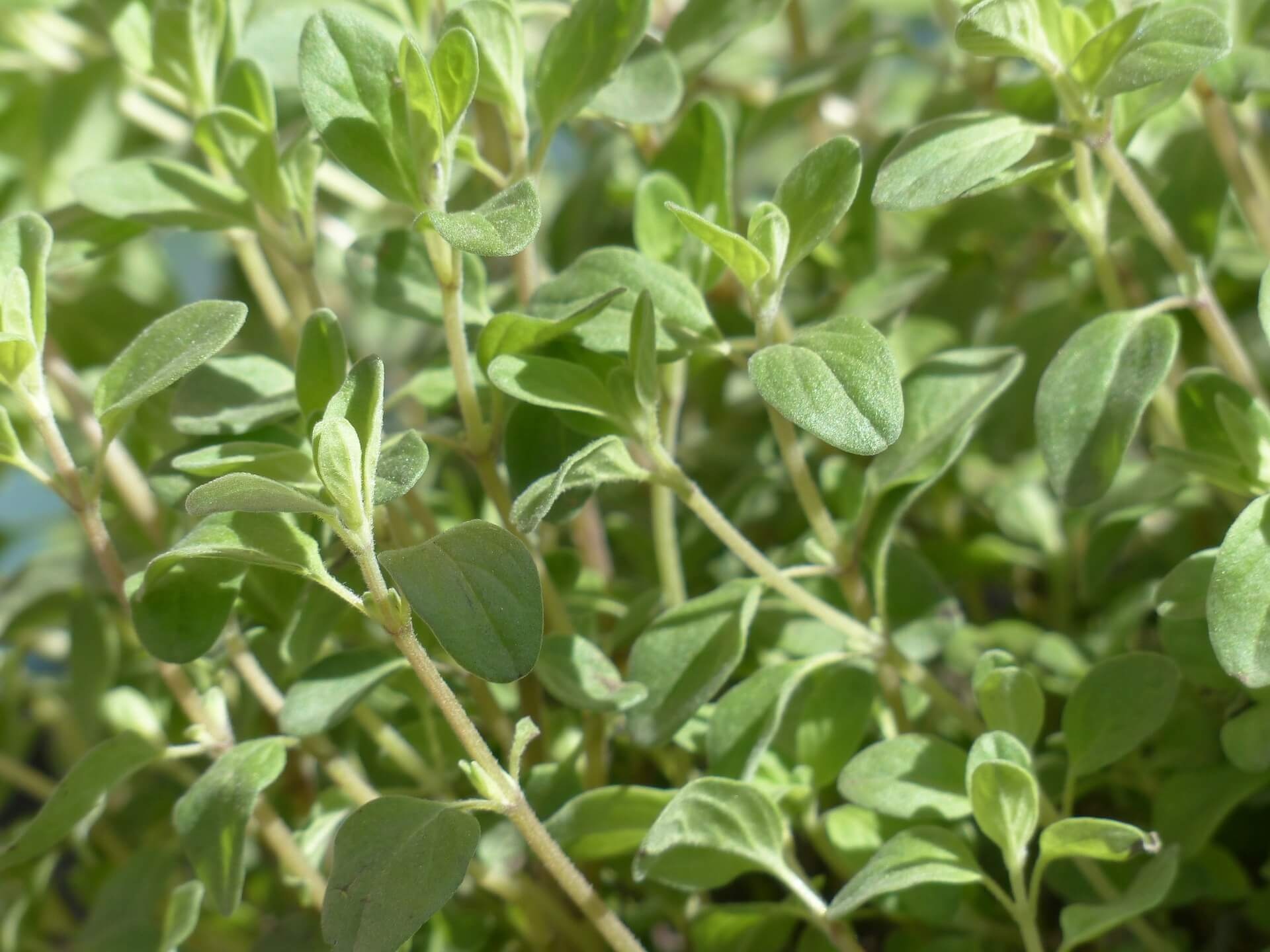 Marjoram farmhouse, Sweet flavor, Fragrant herb, Culinary uses, 1920x1440 HD Desktop