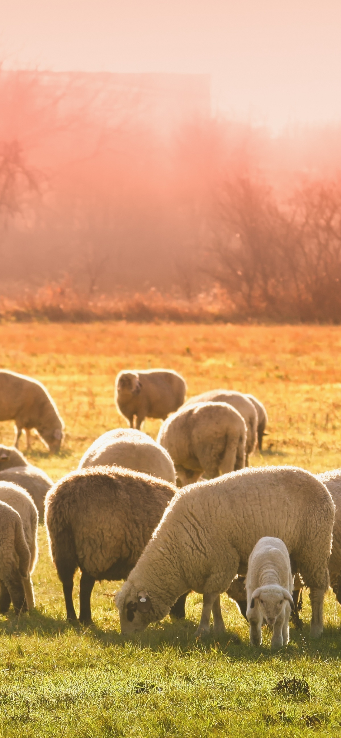 Download sheep herd wallpaper, Serene animals grazing, Perfect for iPhone X, High definition background, 1130x2440 HD Phone