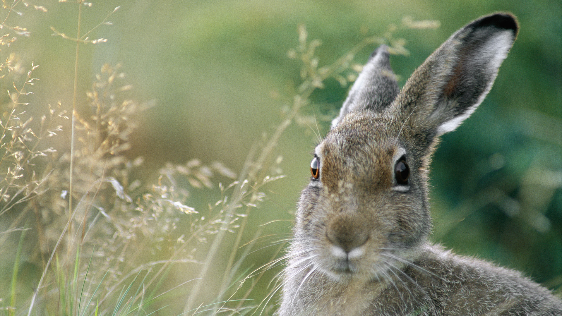Hare illustration, Cute animal, Artistic wallpaper, Nature's charm, 1920x1080 Full HD Desktop