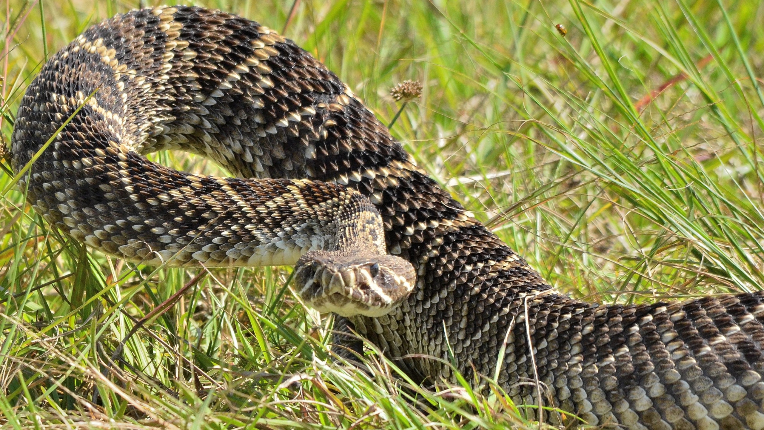 Eastern diamondback rattlesnake, Striking wallpapers, Vibrant reptiles, High-quality images, 2560x1440 HD Desktop
