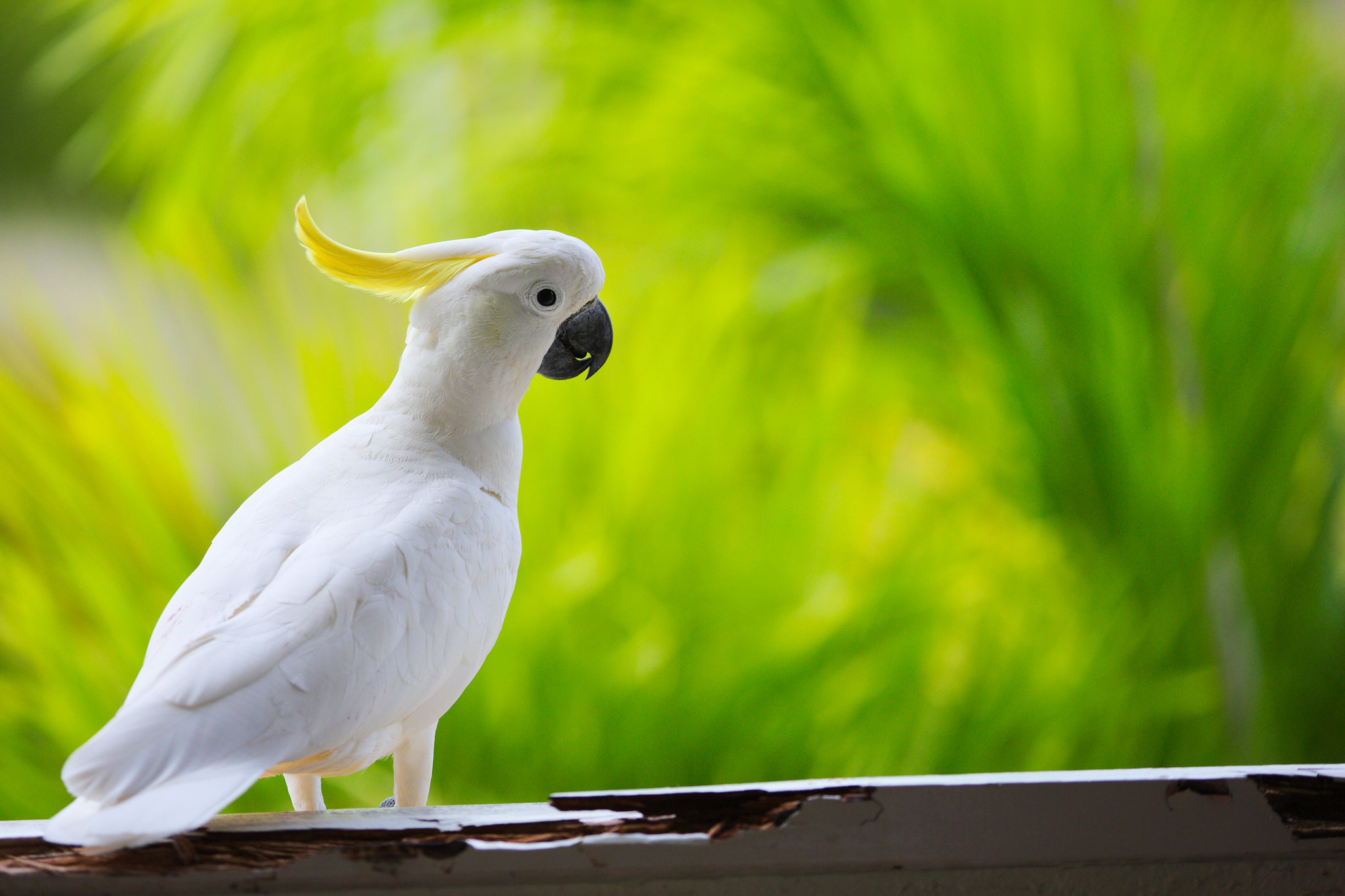 Cockatoo, Animals, Love at First Sight, Petbooktoday, 2050x1370 HD Desktop