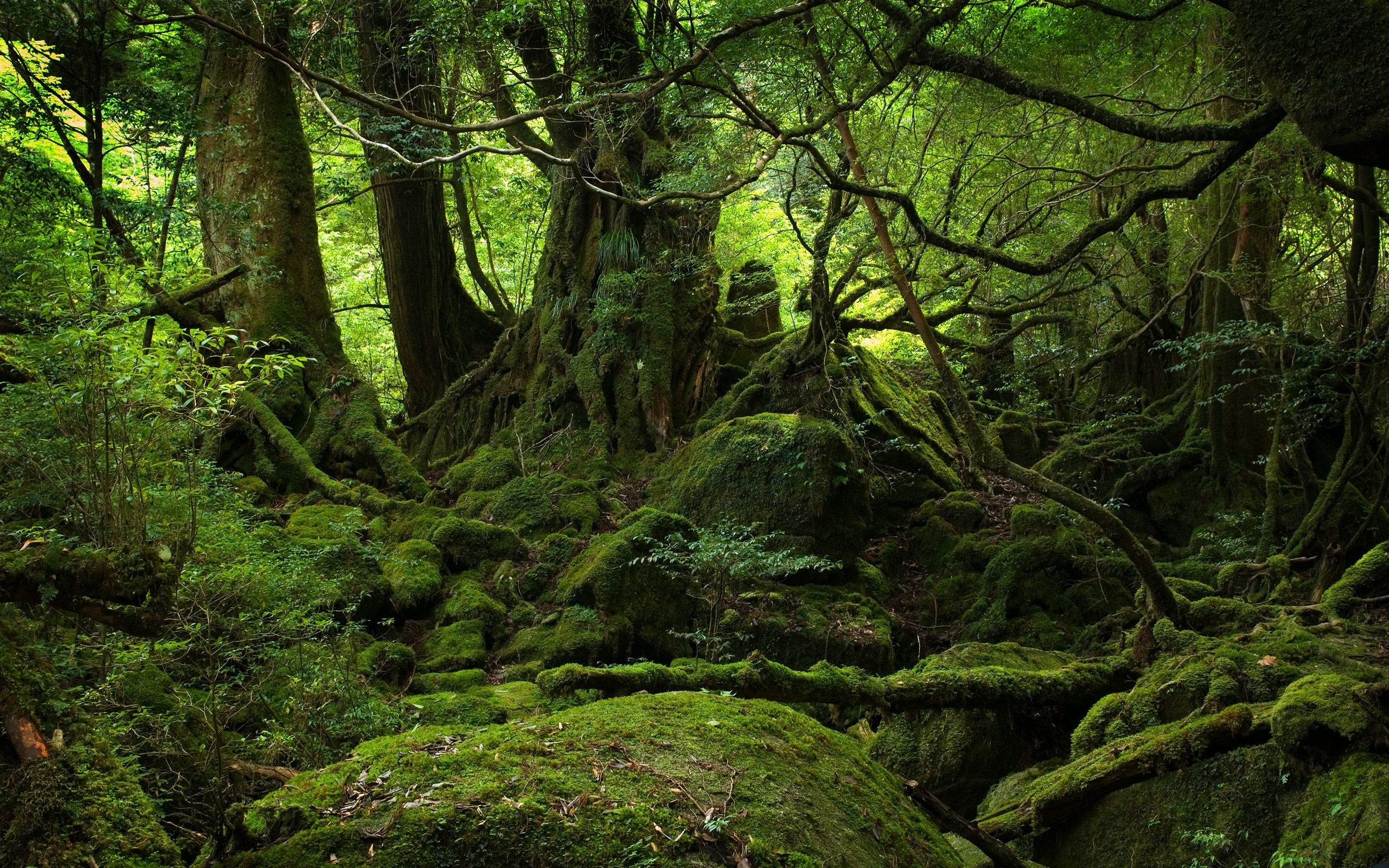 Green Forest, Beautiful wallpapers, Green scenery, 2560x1600 HD Desktop