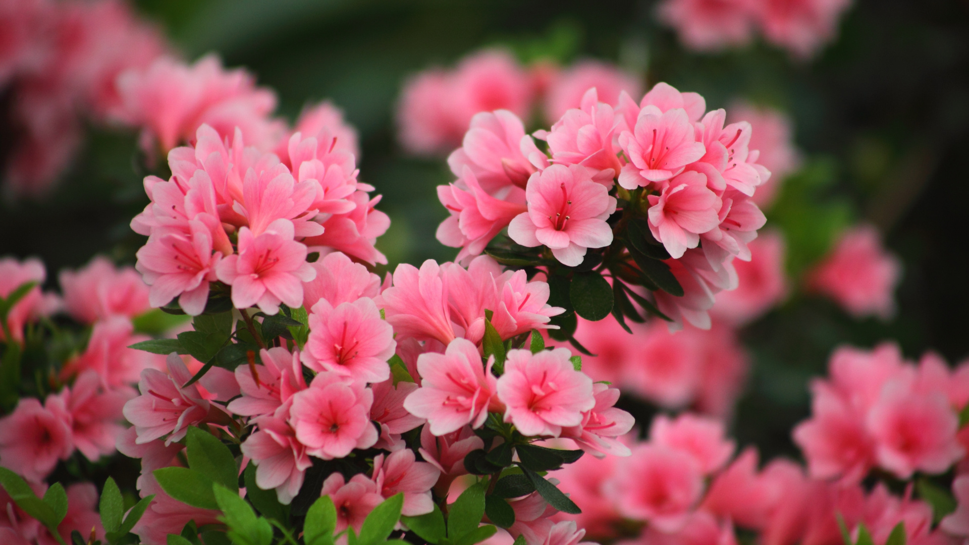 Pink azalea bush, Rhododendron blossoms, Spring floral bloom, Full HD Desktop wallpaper