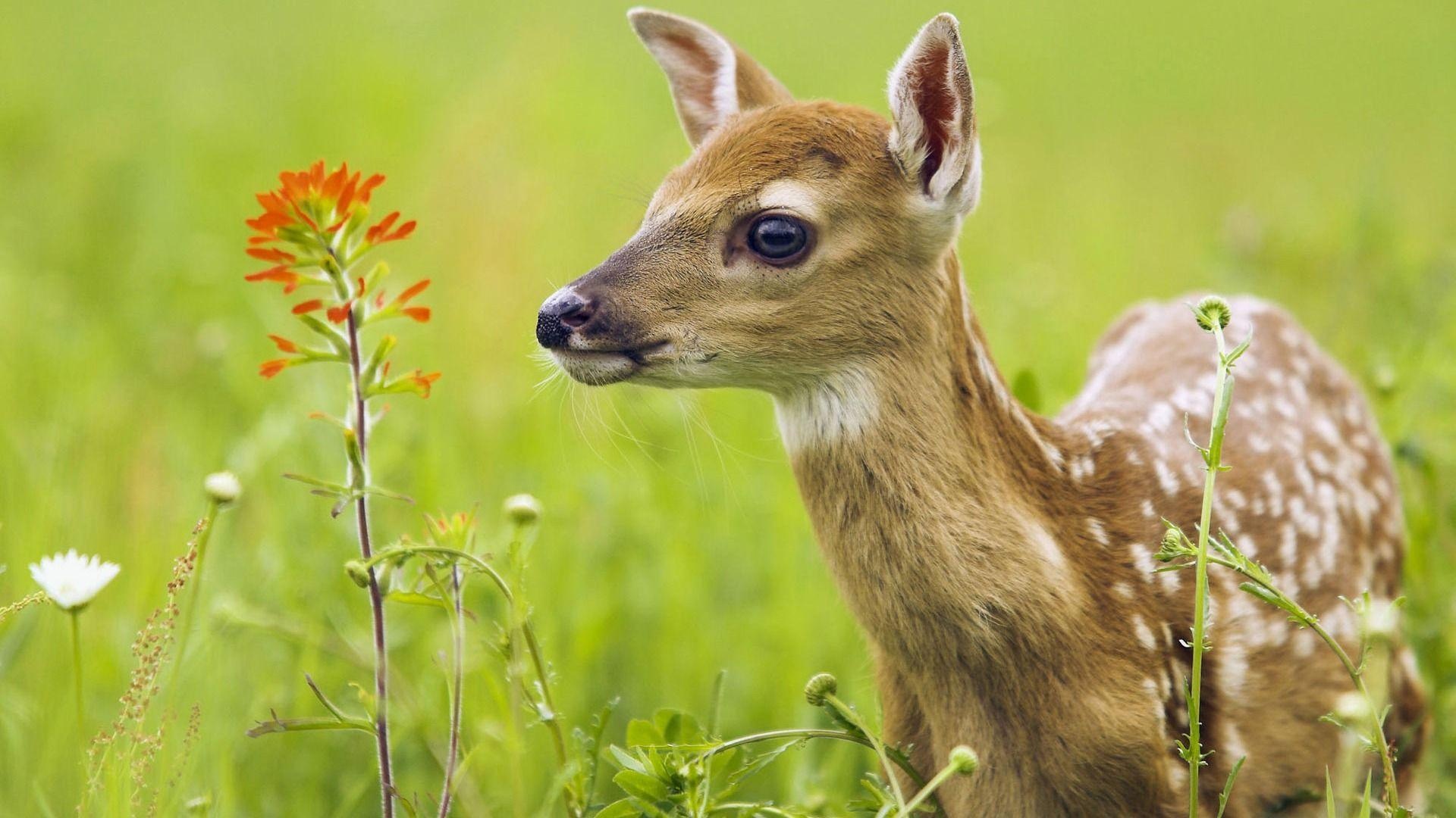 White-tailed deer fawn, Orange Indian paintbrush flower, Sunlit green meadow, Full HD Desktop wallpaper