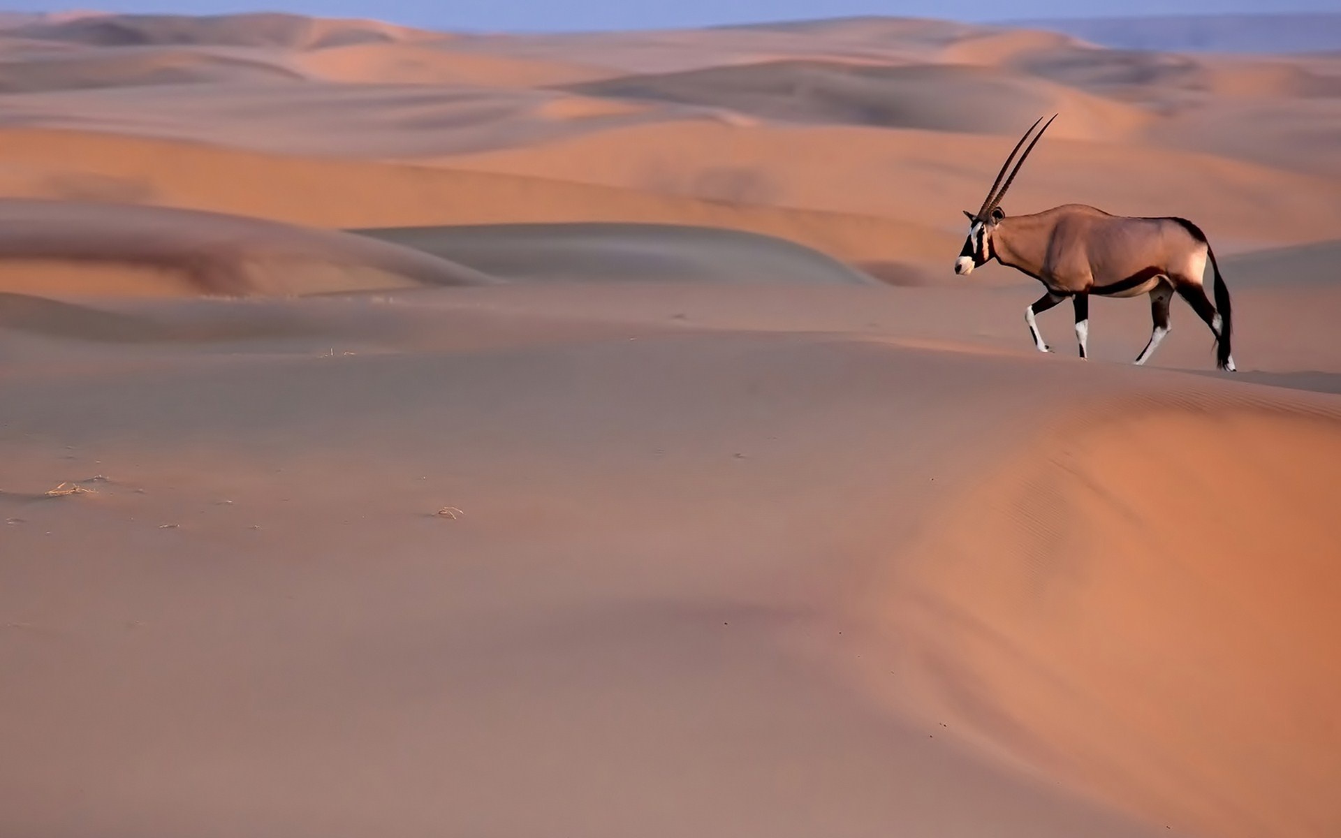 49 oryx wallpaper, Majestic antelope, African grasslands, Nature's beauty, 1920x1200 HD Desktop