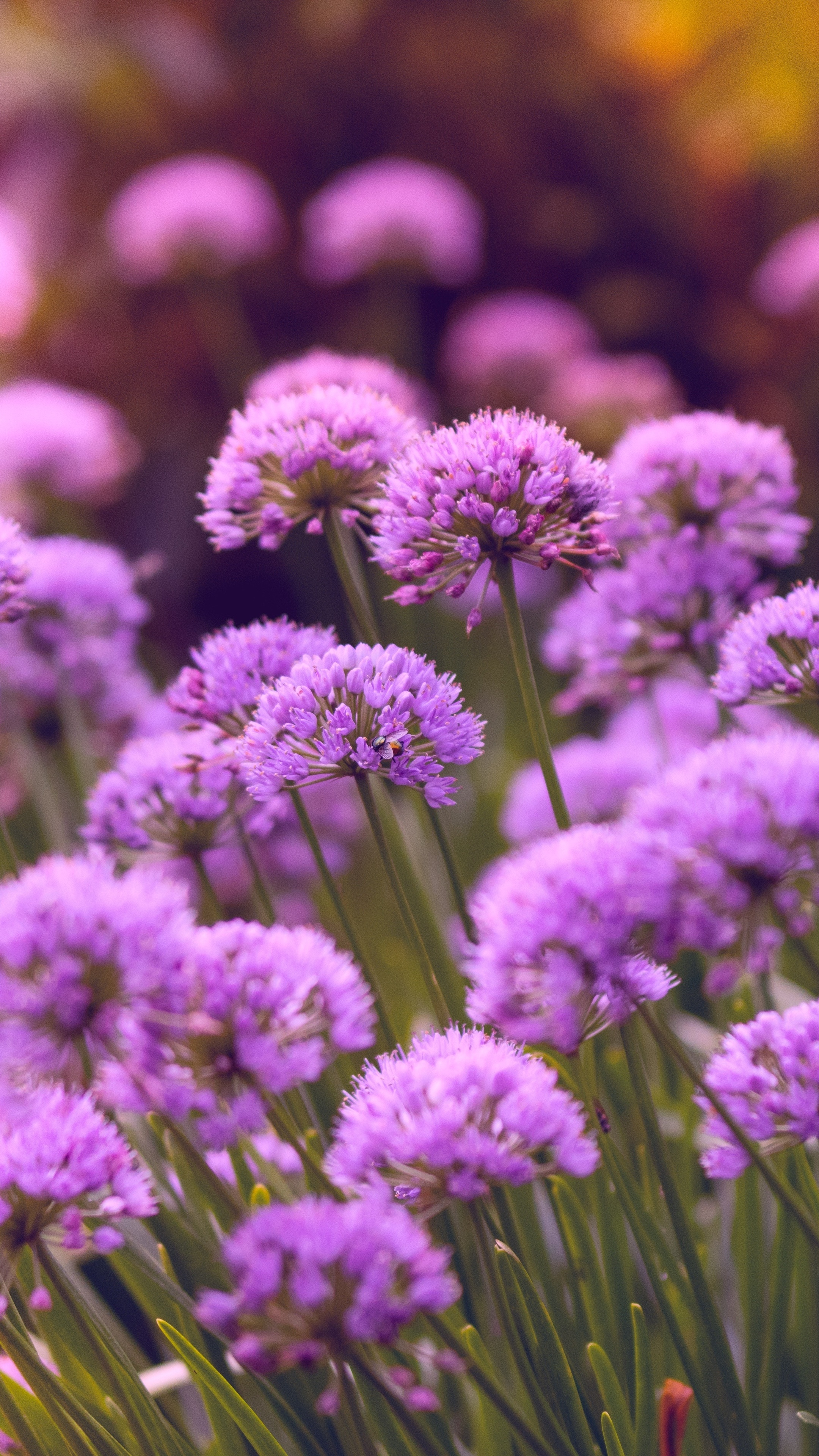 Purple flowers 5k, Sony Xperia X, XZ Z5, Premium HD, 2160x3840 4K Phone