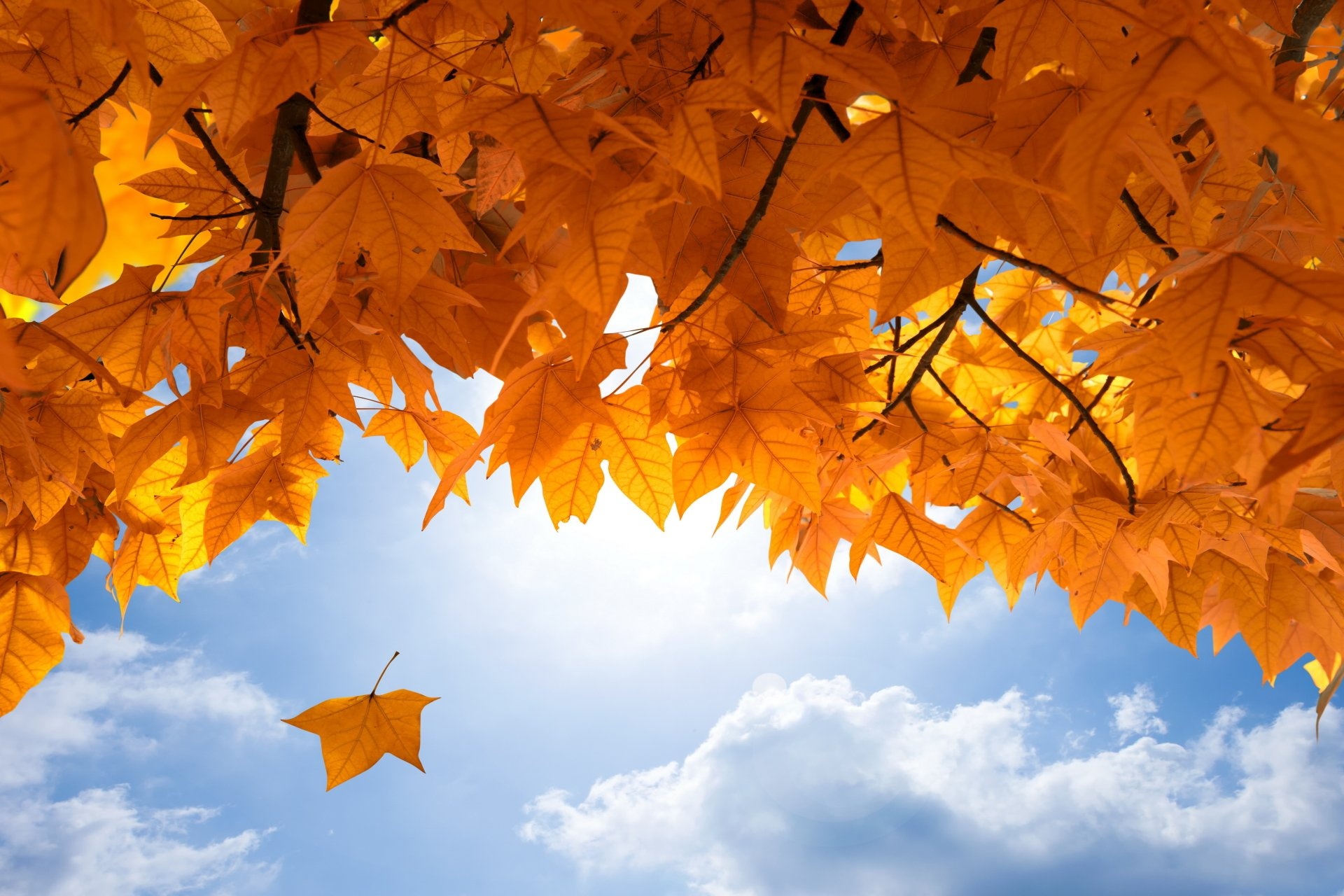4K maple leaf wallpapers, High-definition beauty, Nature's marvel, Visual delight, 1920x1280 HD Desktop