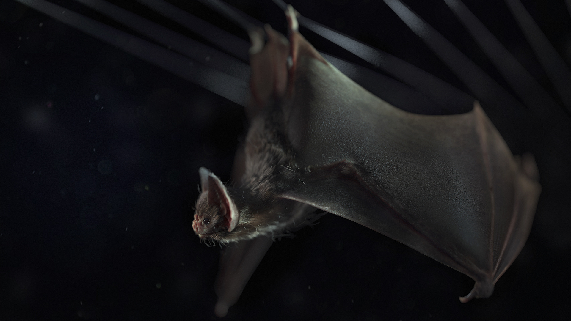 Vampire bat, Detailed artwork, Intriguing creature, Dark and captivating, 1920x1080 Full HD Desktop