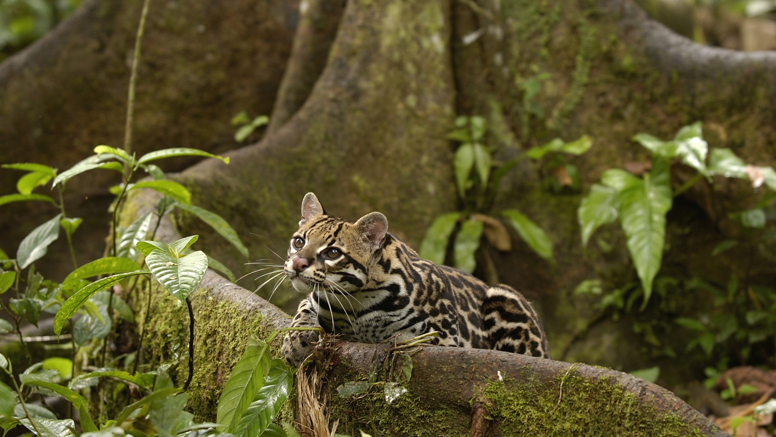 Ocelot wallpapers, Majestic predator, Tropical rainforests, Nature's masterpiece, 2560x1440 HD Desktop