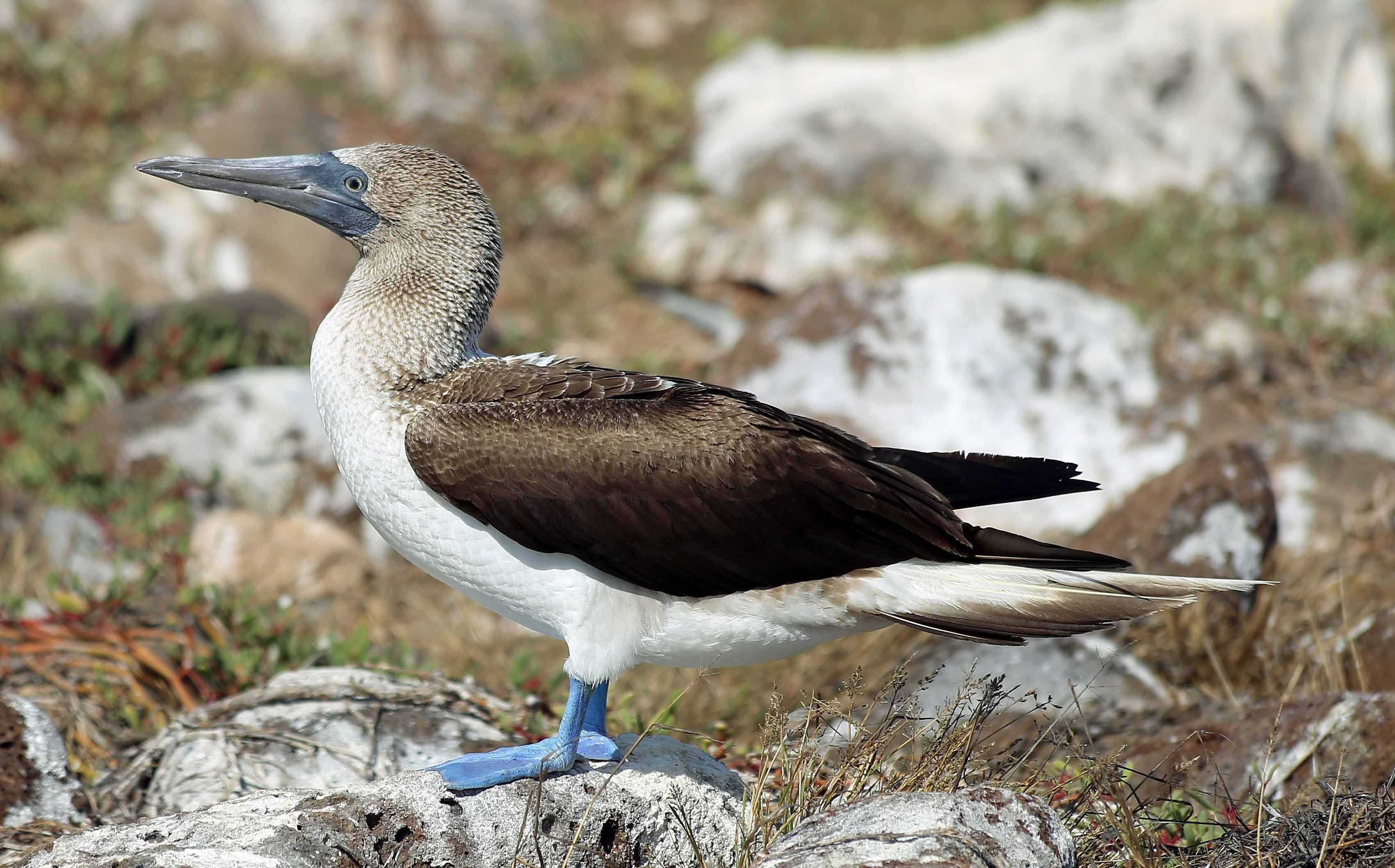 Blue footed booby, Full HD, Bird, Adorable, 3410x2120 HD Desktop