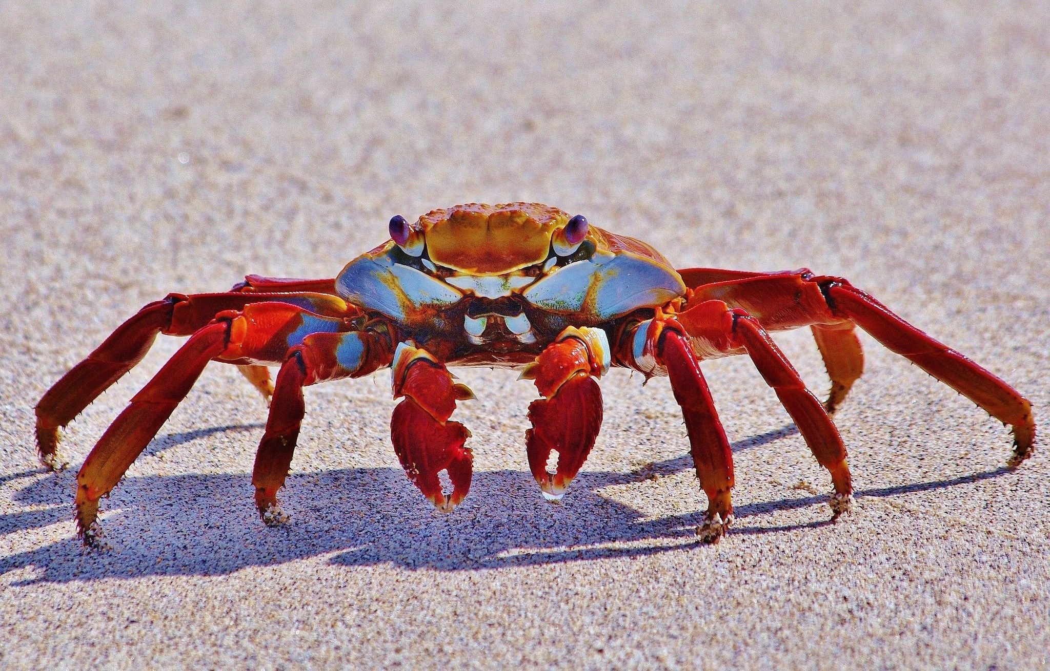 Crab, Form exercise ideas, Sea crab, Crustaceans, 2050x1310 HD Desktop