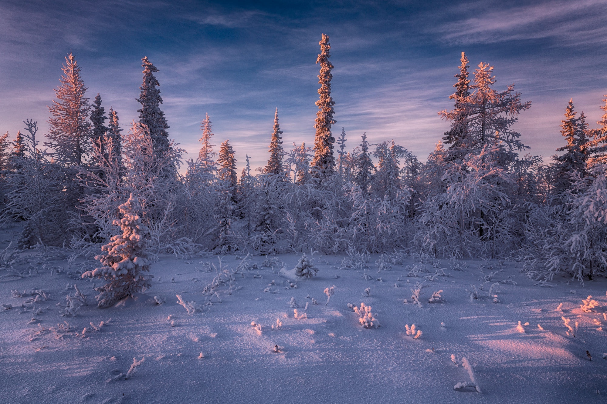 Spruce trees, Nature's beauty, Tree branches, Forest landscapes, 2000x1340 HD Desktop