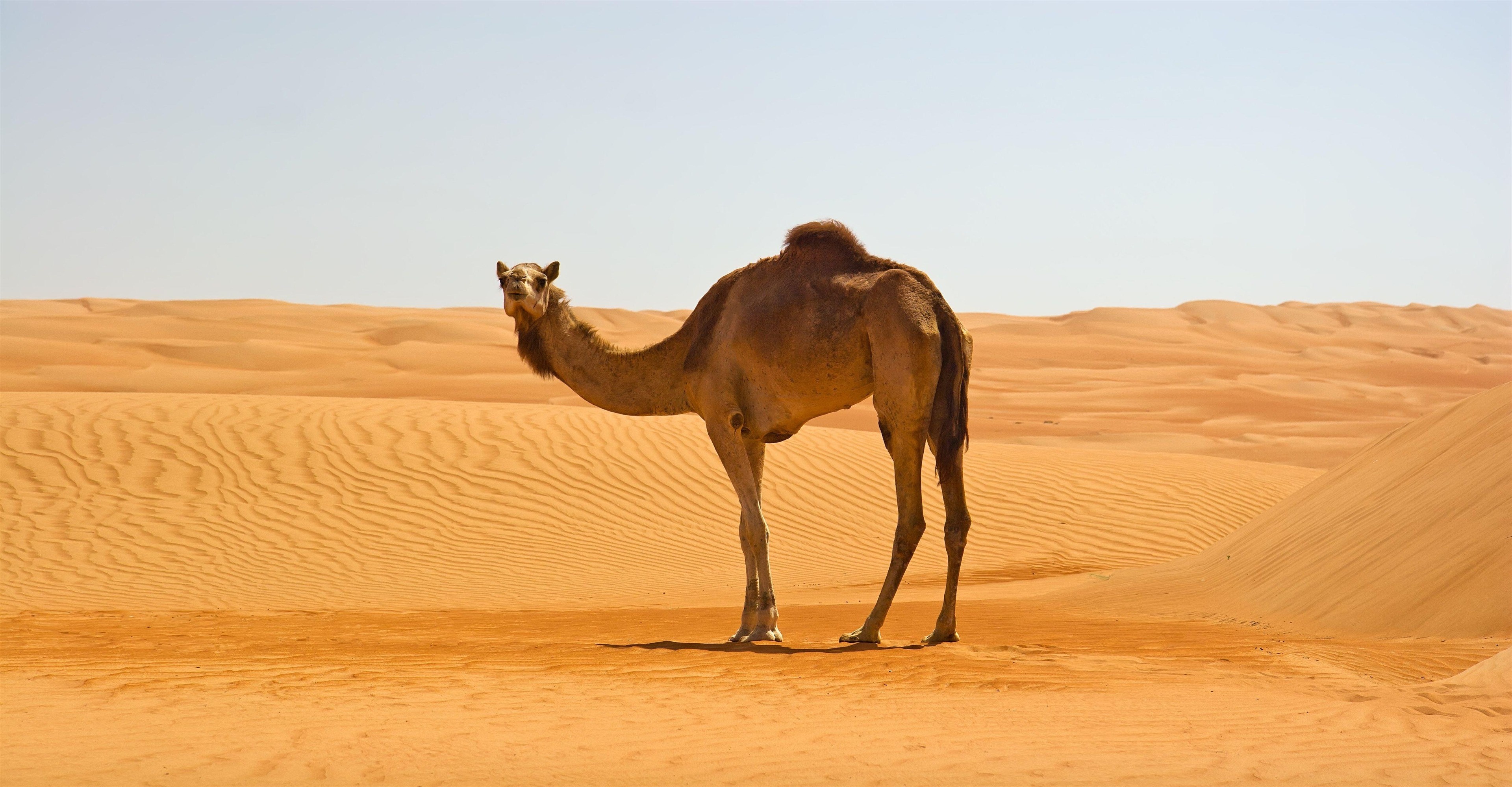 Camel wallpapers, Desktop backgrounds, 3840x2000 HD Desktop