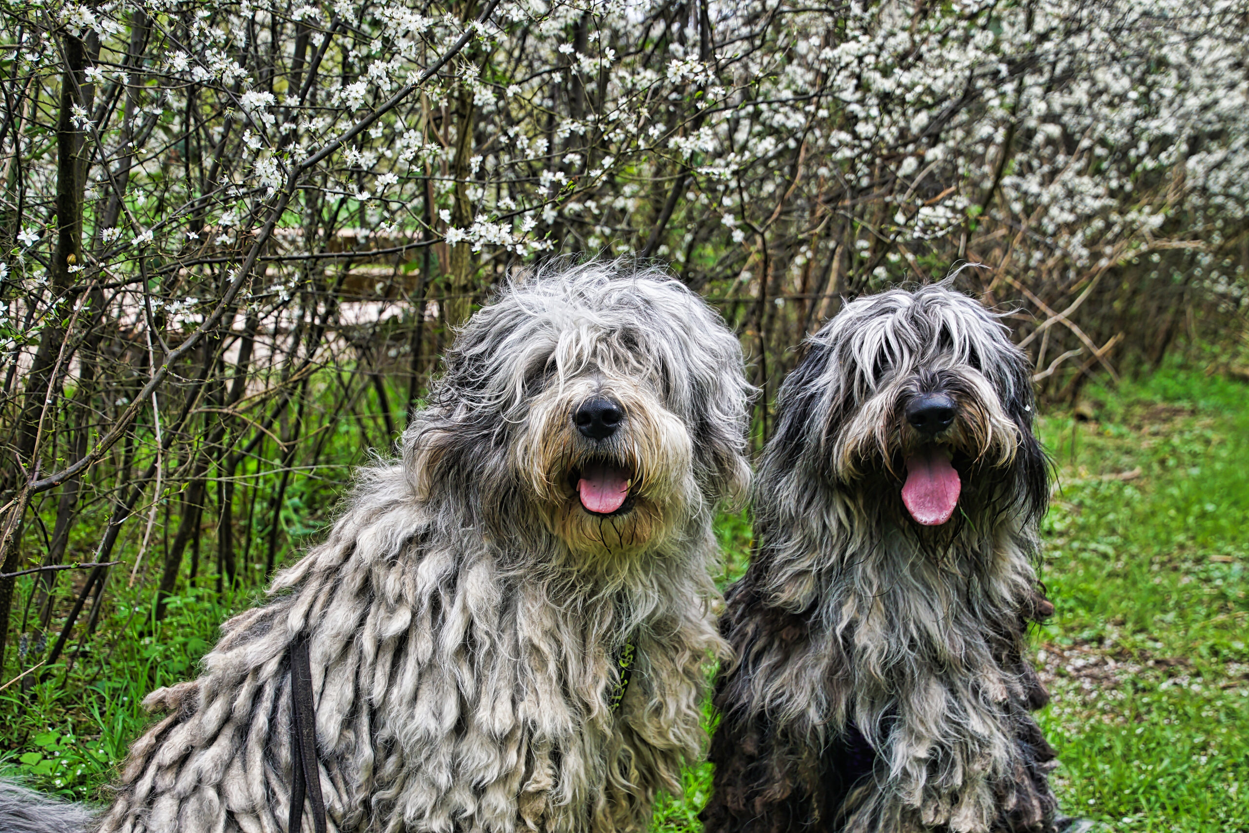 Bergamasco, Frhlings bergis, Bergamasker hirtenhund, Animal, 2560x1710 HD Desktop