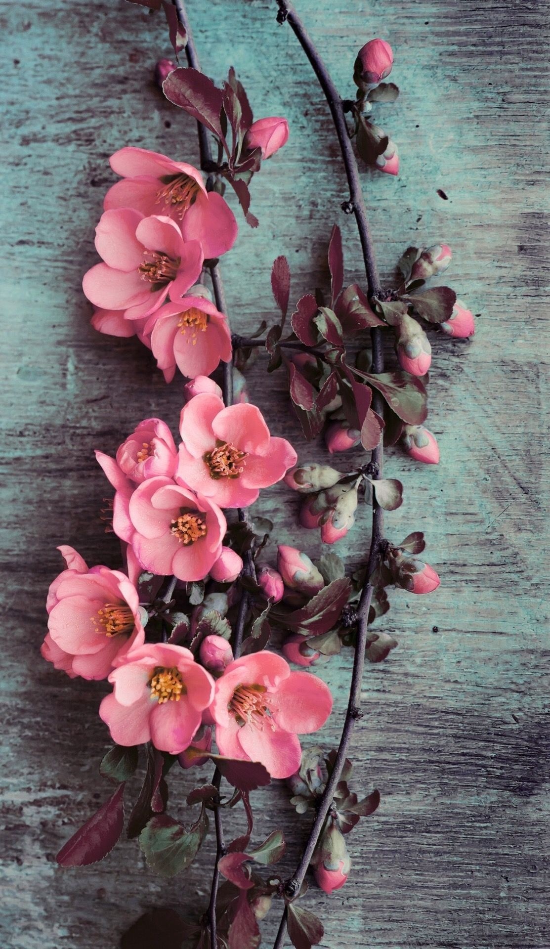 Flowering quince branch, Pink floral blossoms, Weathered wood board, HD Phone wallpaper