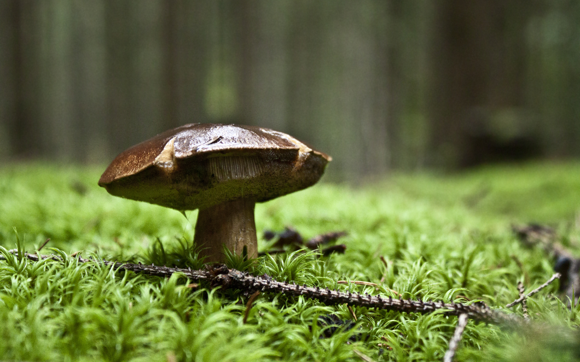 Mushroom in the forest, widescreen wallpaper, 1920x1200 HD Desktop