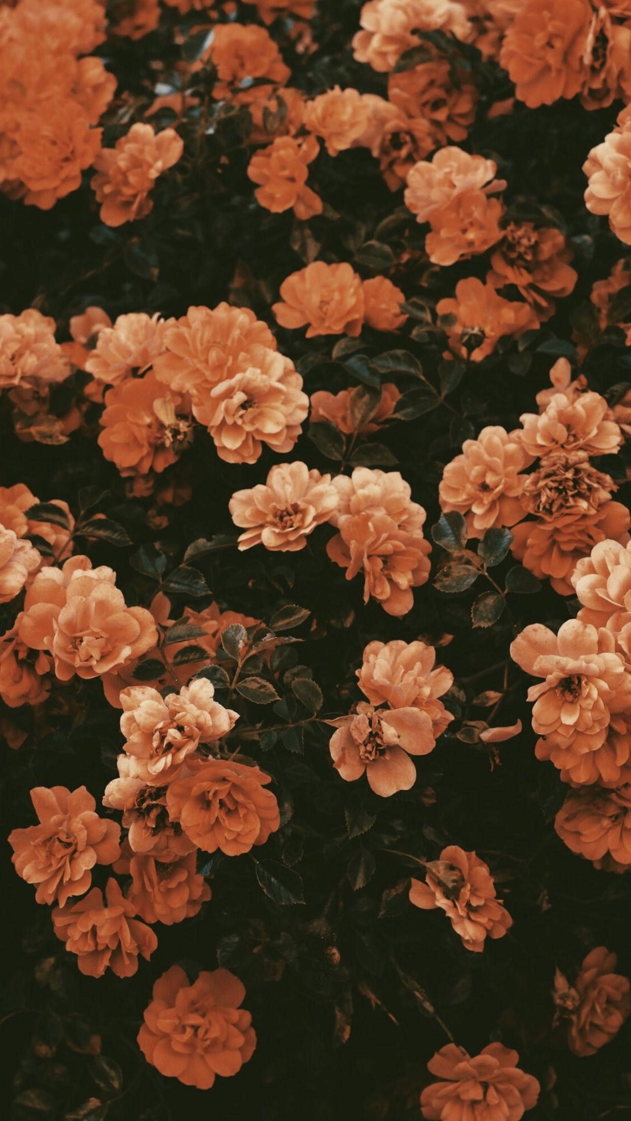 Terracotta rose blossoms, Dense dark foliage, Blooming rose shrub, HD Phone wallpaper