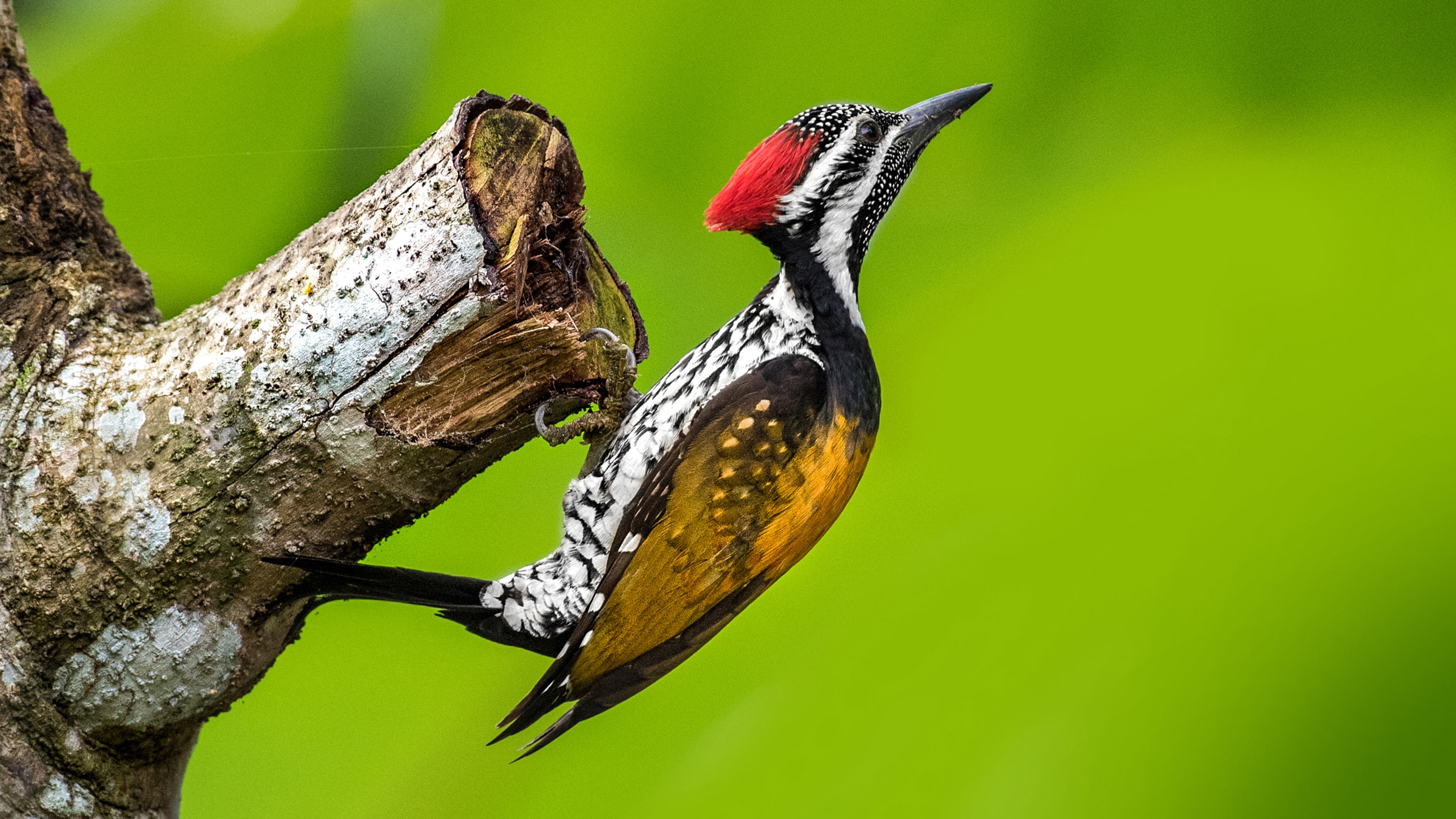 Black rumped flameback, Indian subcontinent bird, Desktop wallpaper, Nature's marvel, 3840x2160 4K Desktop