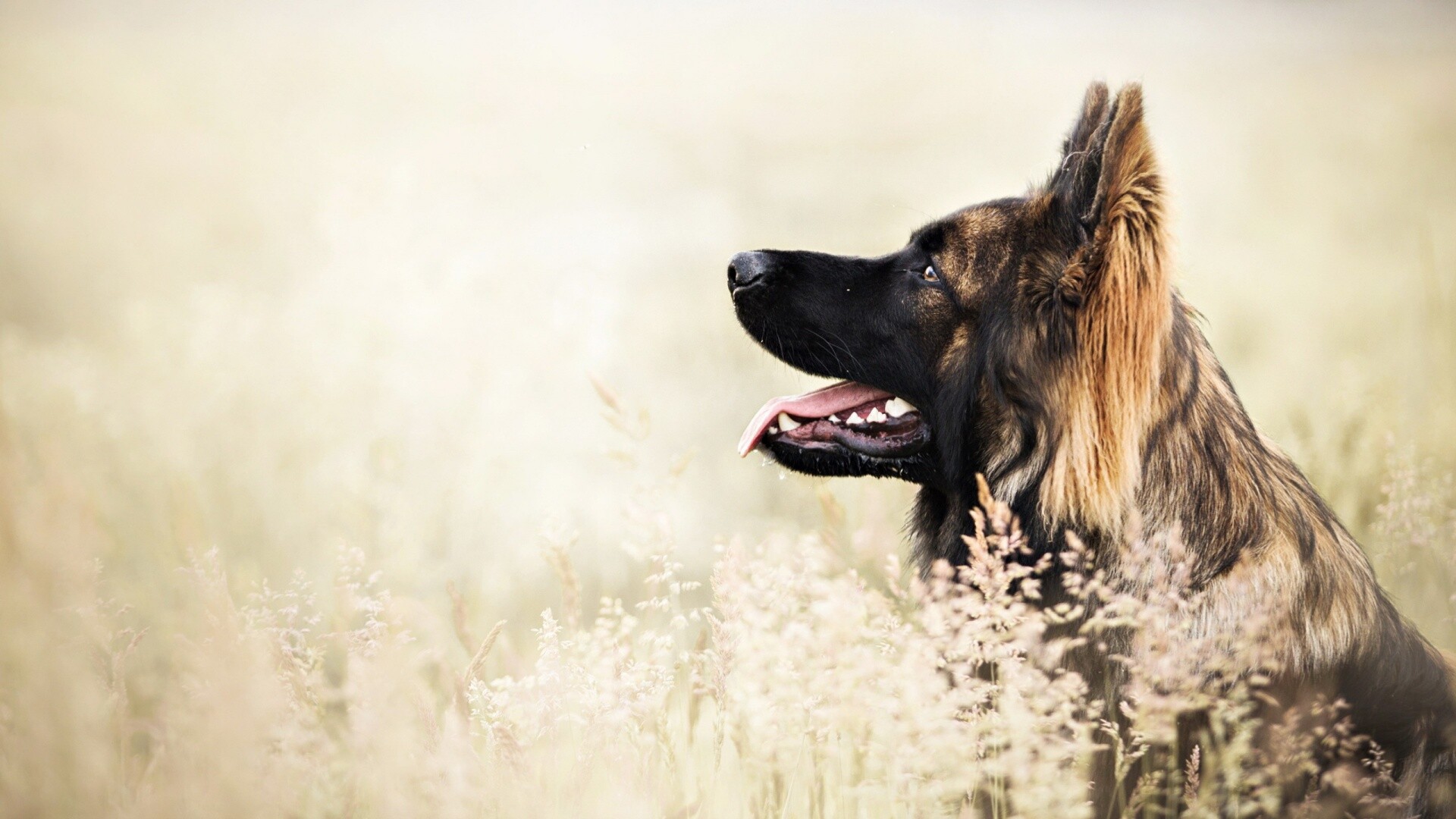 German Shepherd, Desktop wallpaper, Majestic dog, Impressive size, 1920x1080 Full HD Desktop