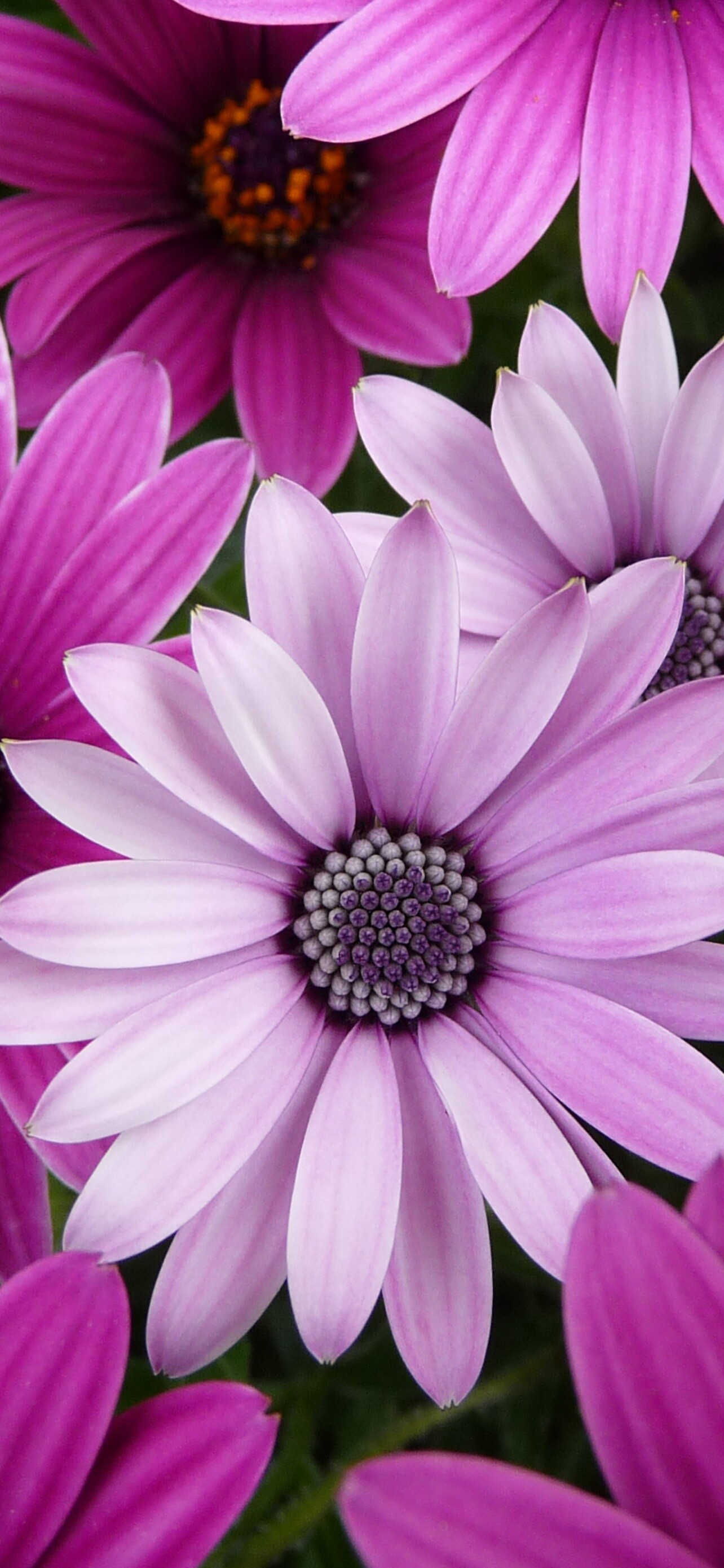 Daisy flowers wallpaper, 4K beauty, Purple and pink blooms, Garden close-up, 1290x2780 HD Phone