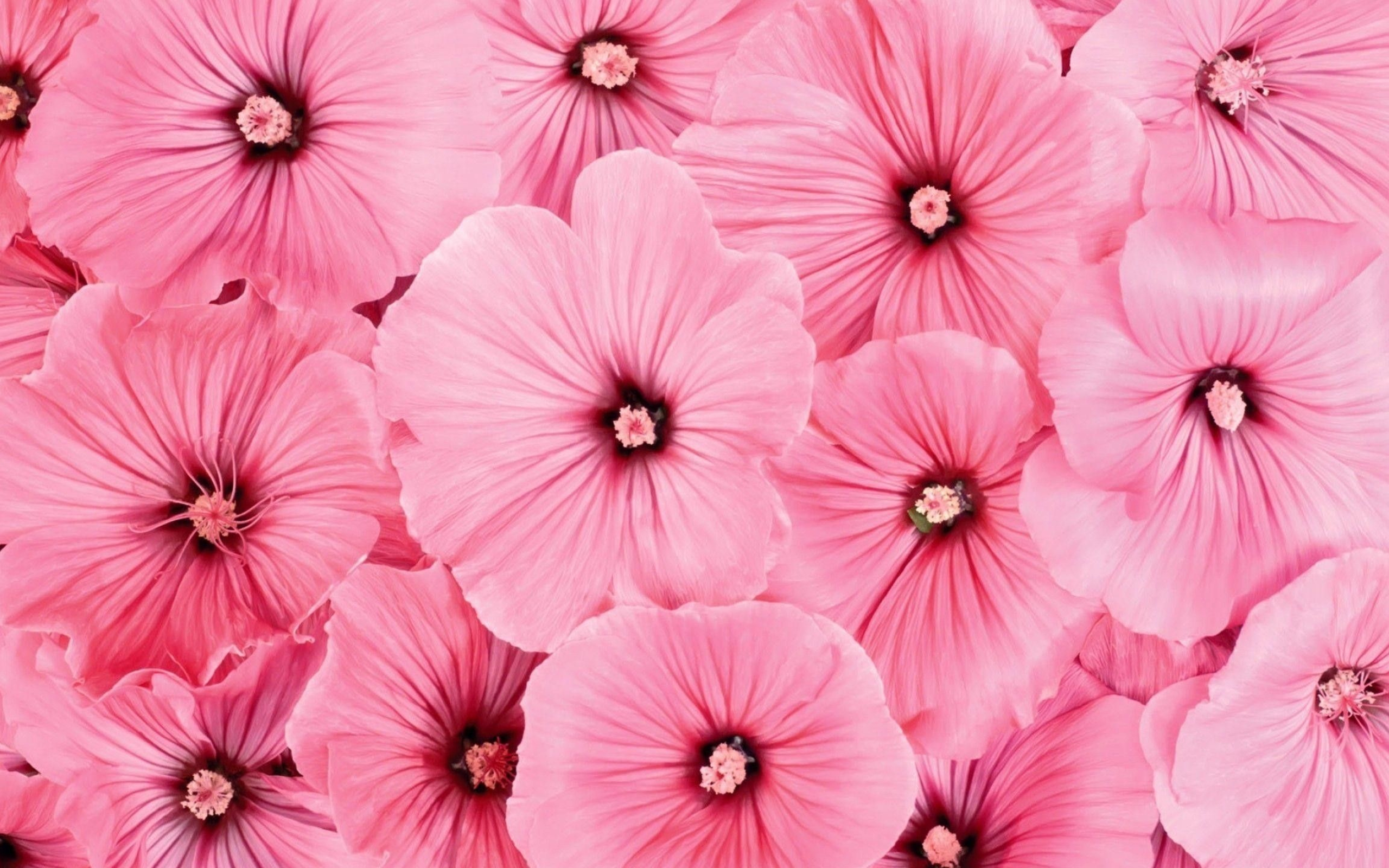 Lavatera trimestris flowers, Radiating dark pink veins, Dense floral pattern, HD Desktop wallpaper
