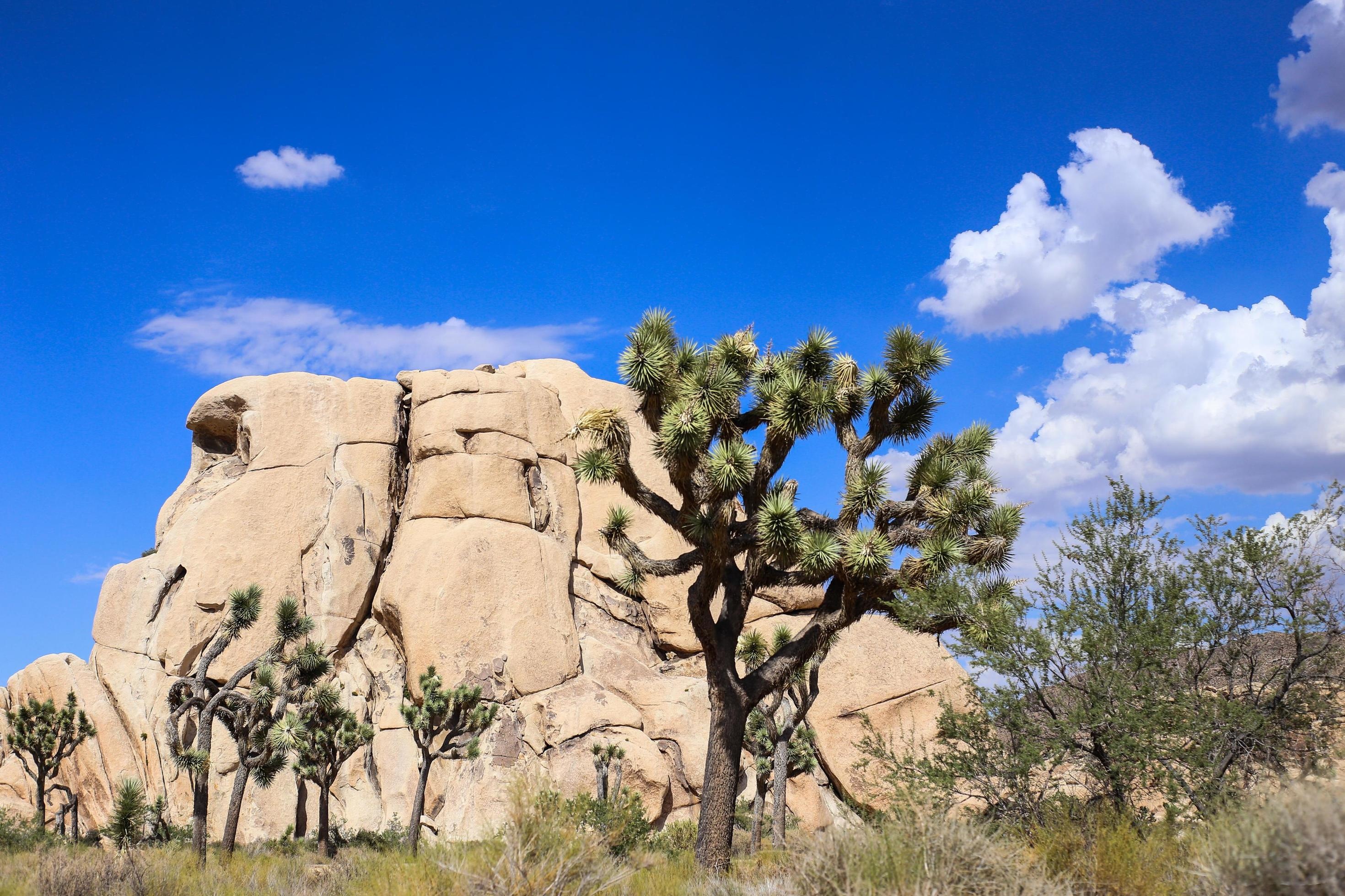 Joshua Tree National Park, Stunning stock photo, Beautiful landscapes, Nature's charm, 2940x1960 HD Desktop