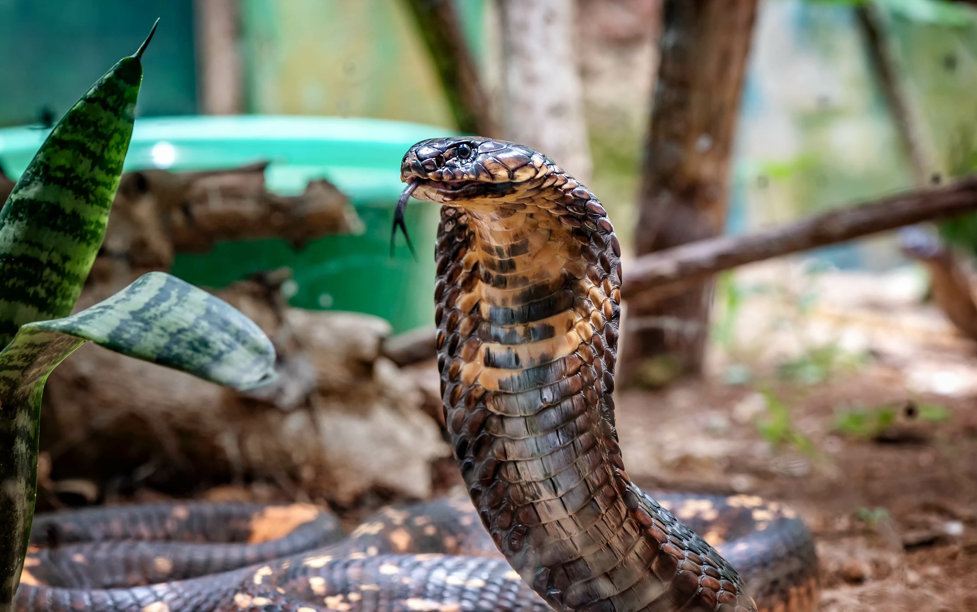 King Cobra facts unveiled, Wildlife marvels explained, Nature's wonderland, Captivating visuals, 3200x2010 HD Desktop