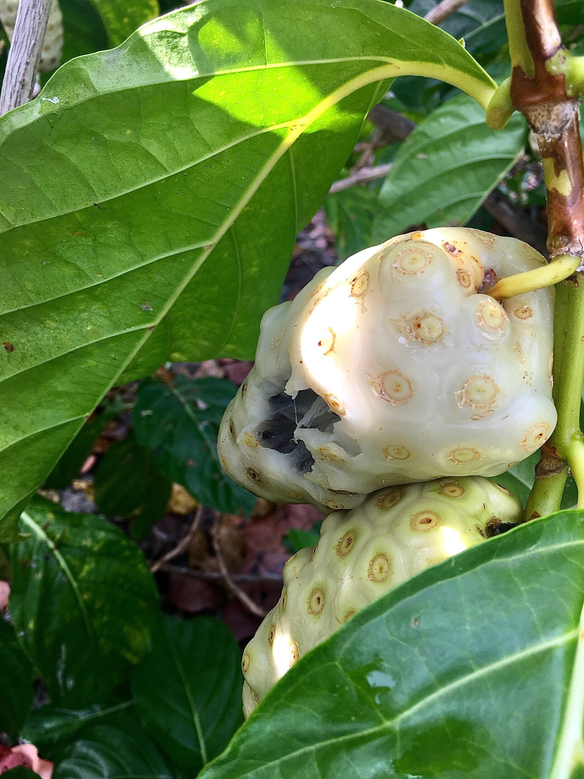 Noni Fruit, Caribbean fruit, St John villas, Starvation fruit, 1880x2500 HD Phone