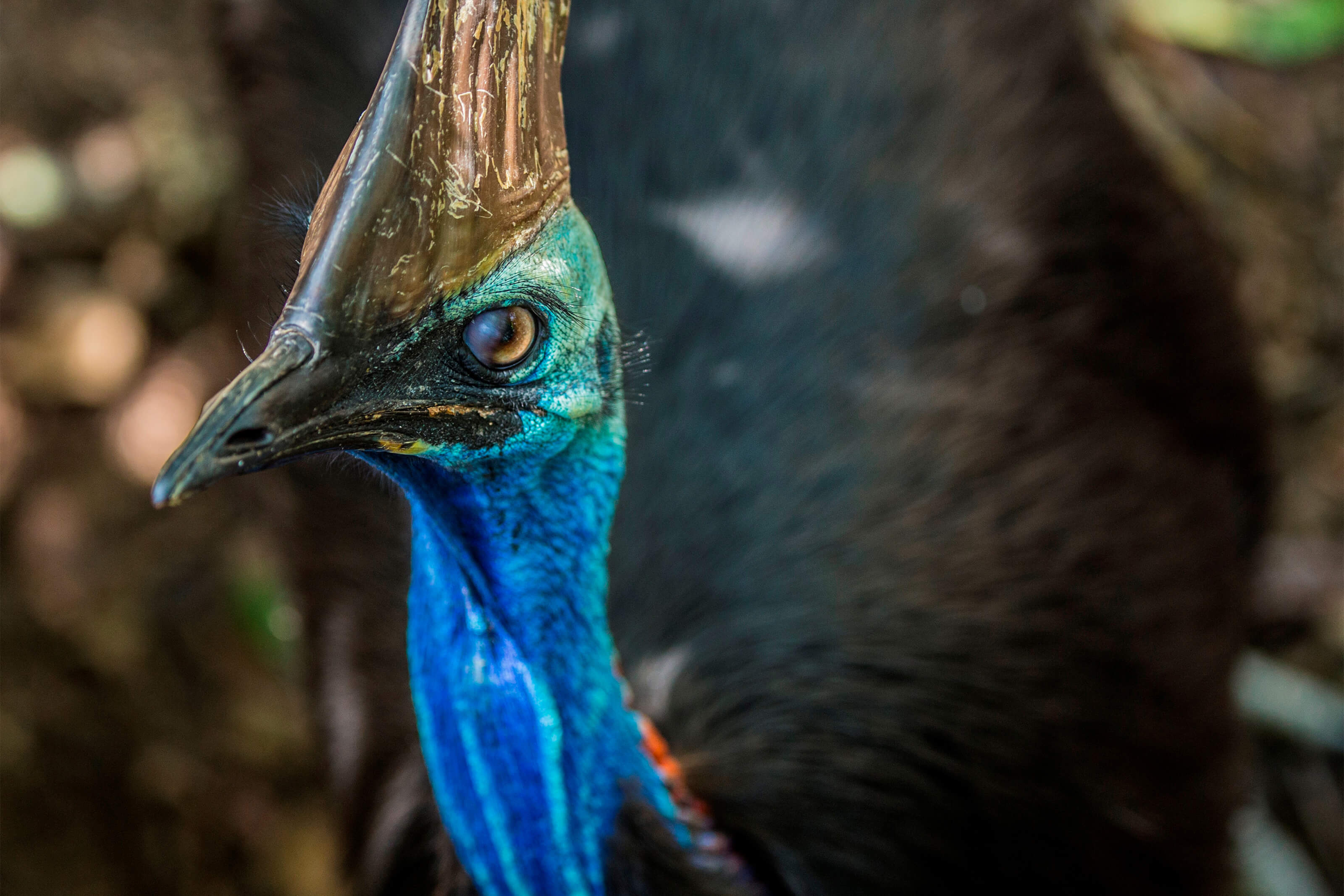 Cassowaries in Cairns, Great Barrier Reef wildlife, Fascinating bird knowledge, Nature exploration, 3200x2140 HD Desktop