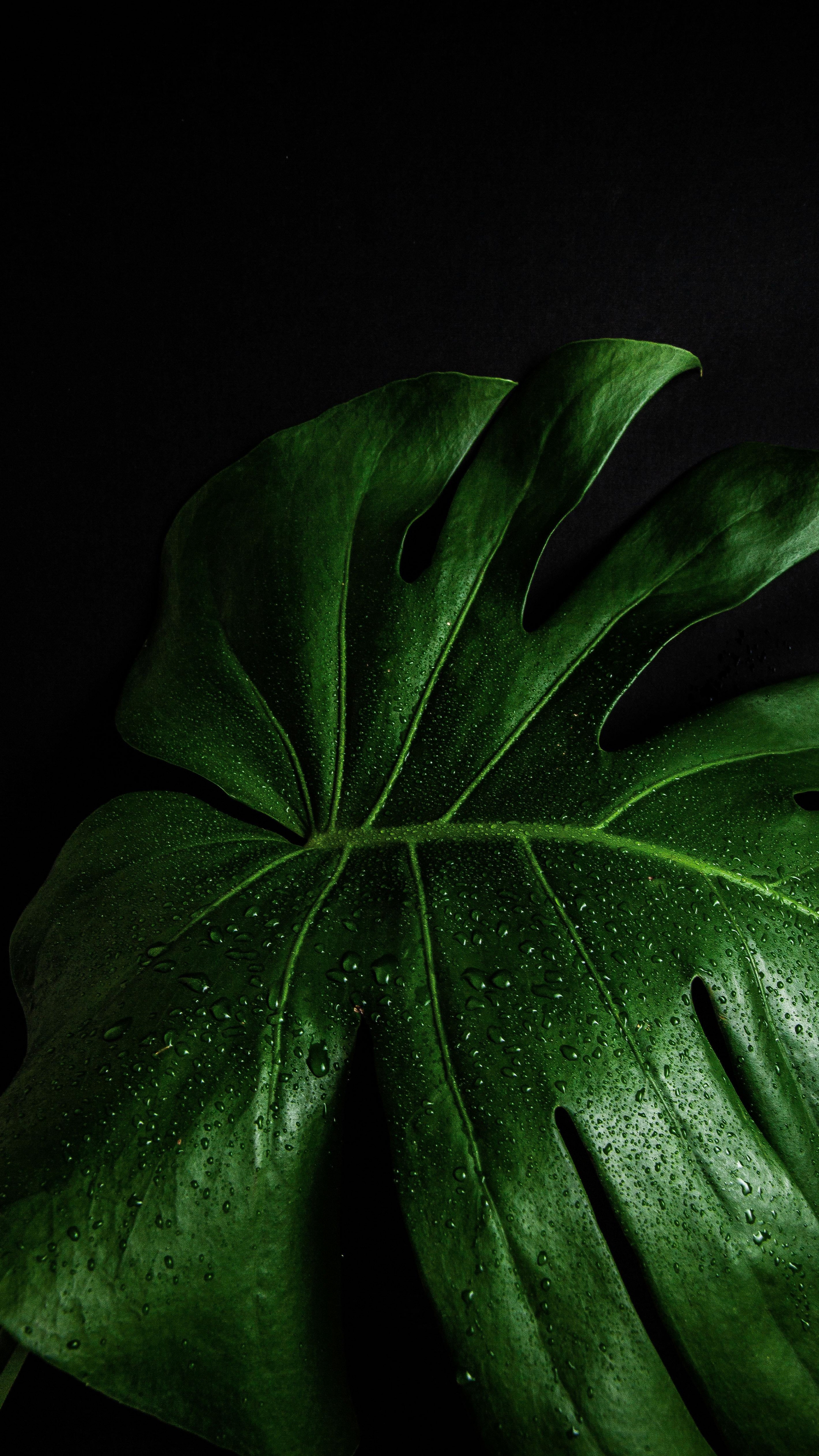 Green Leaf, Monstera deliciosa, Close up leaf, Sony Xperia Z5 Premium, 2160x3840 4K Phone