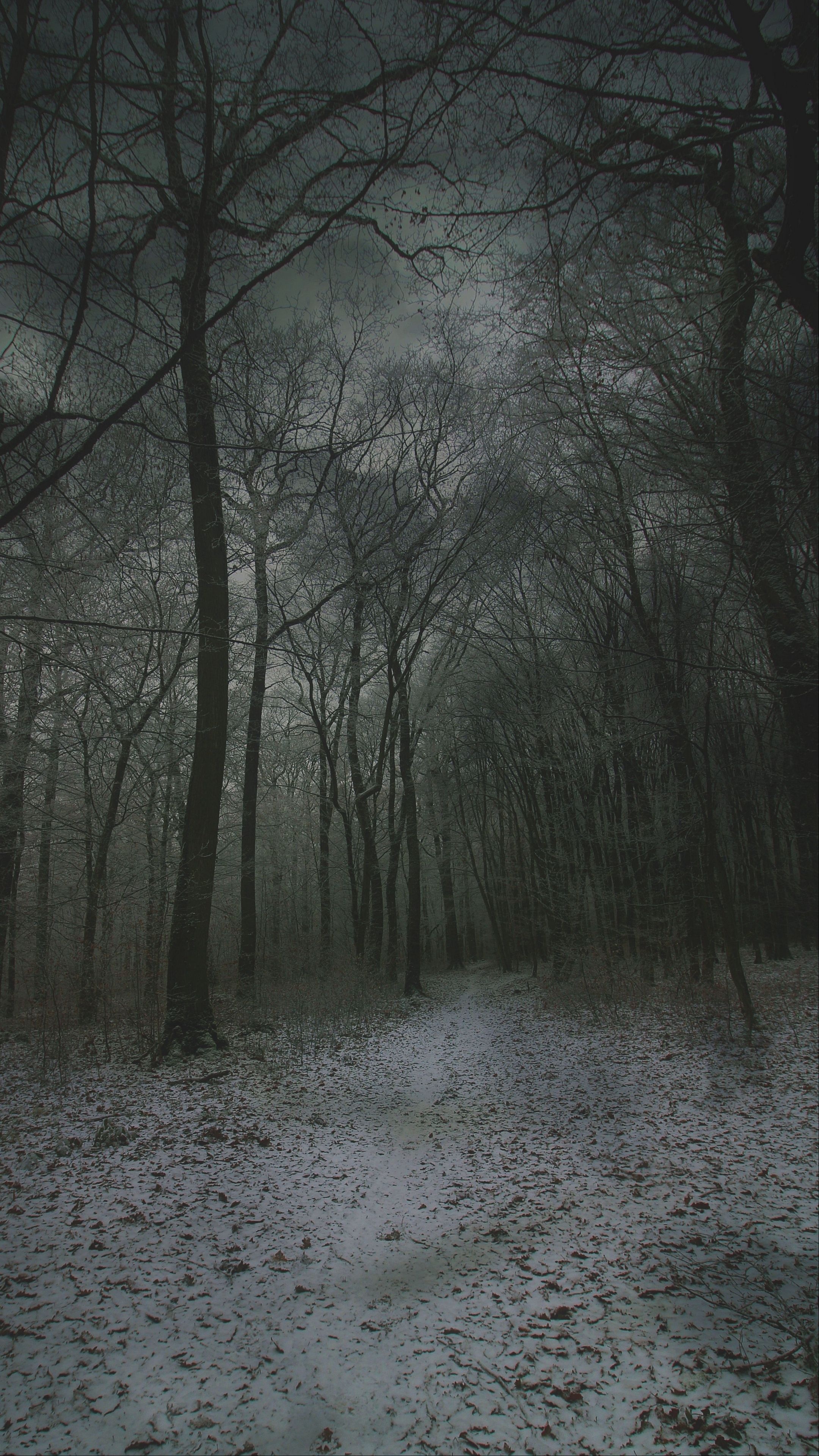 snow-dusted forest path, bare leafless trees, dark foggy woods, 4K Phone wallpaper