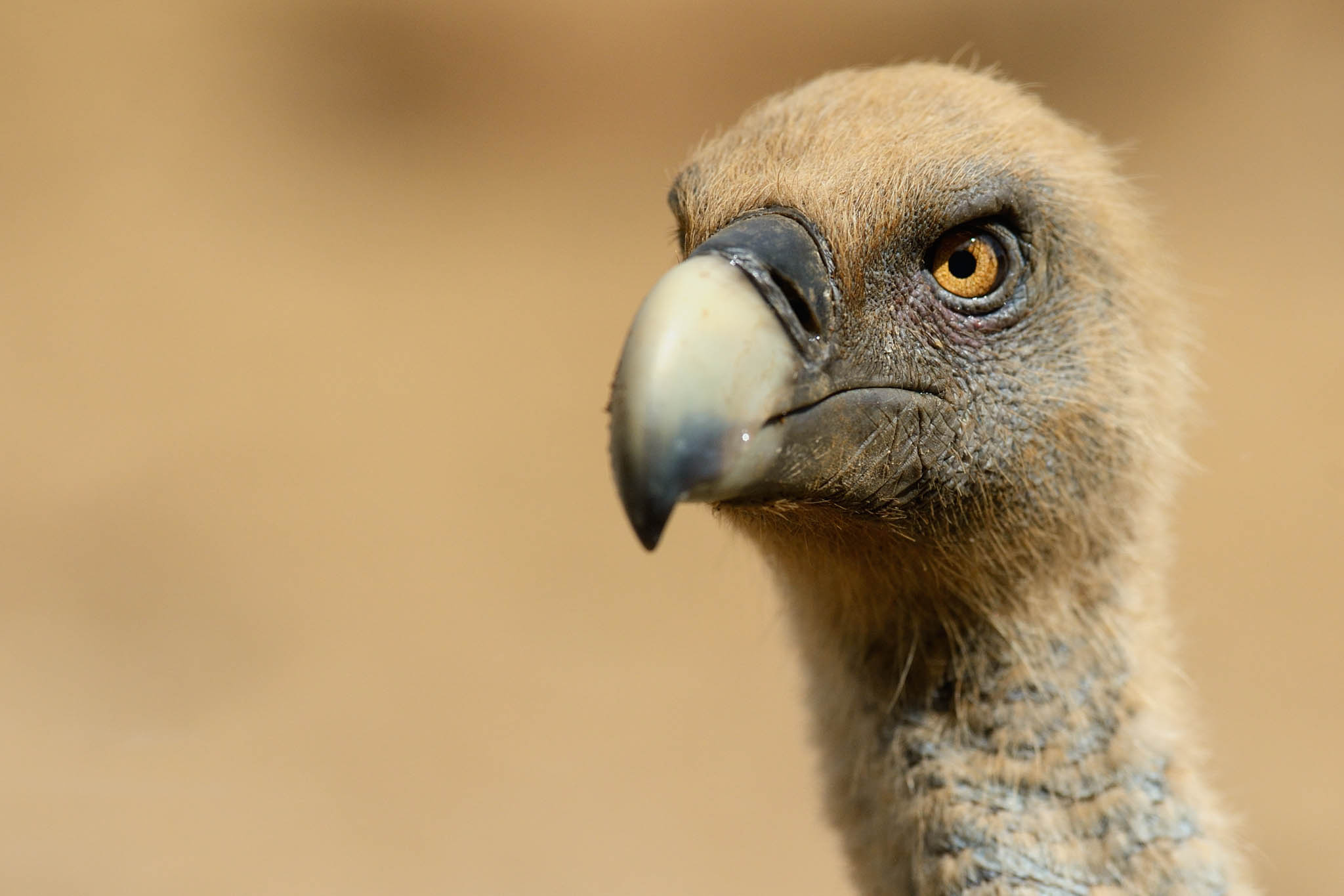 Transmitter-tagged vultures, Rhodope mountain exploration, Tracking avian movements, Conservation effort, 2050x1370 HD Desktop