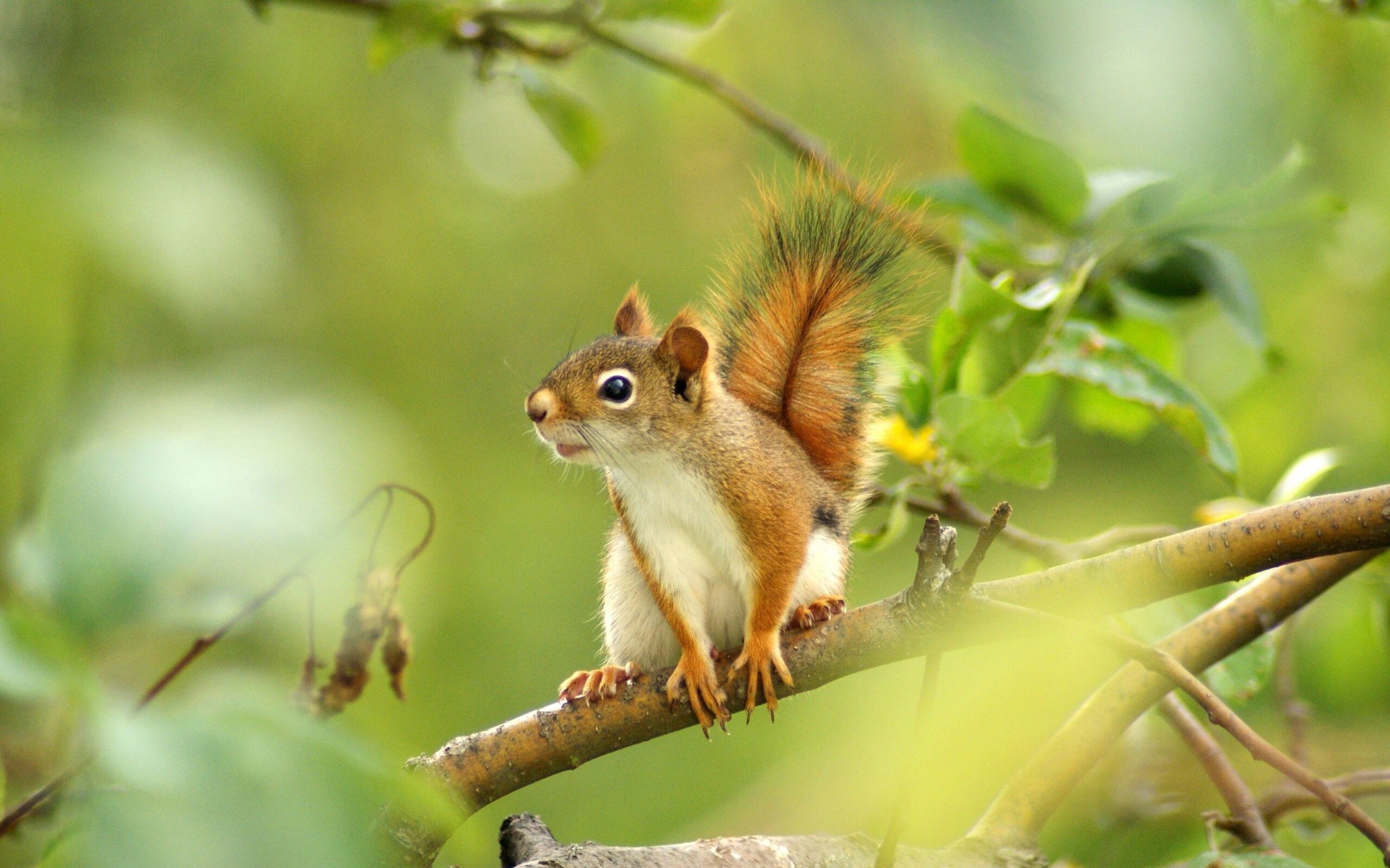 Squirrel, HD wallpaper, Background image, Wildlife, 2560x1600 HD Desktop